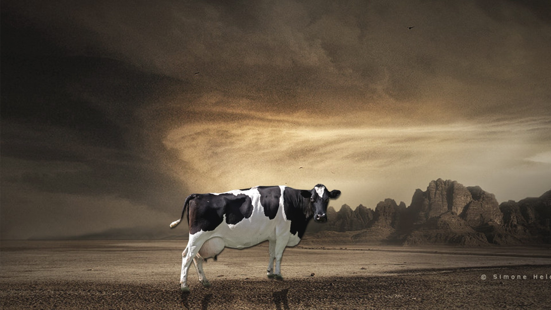 Cow Desktop HD Wallpaper 29065