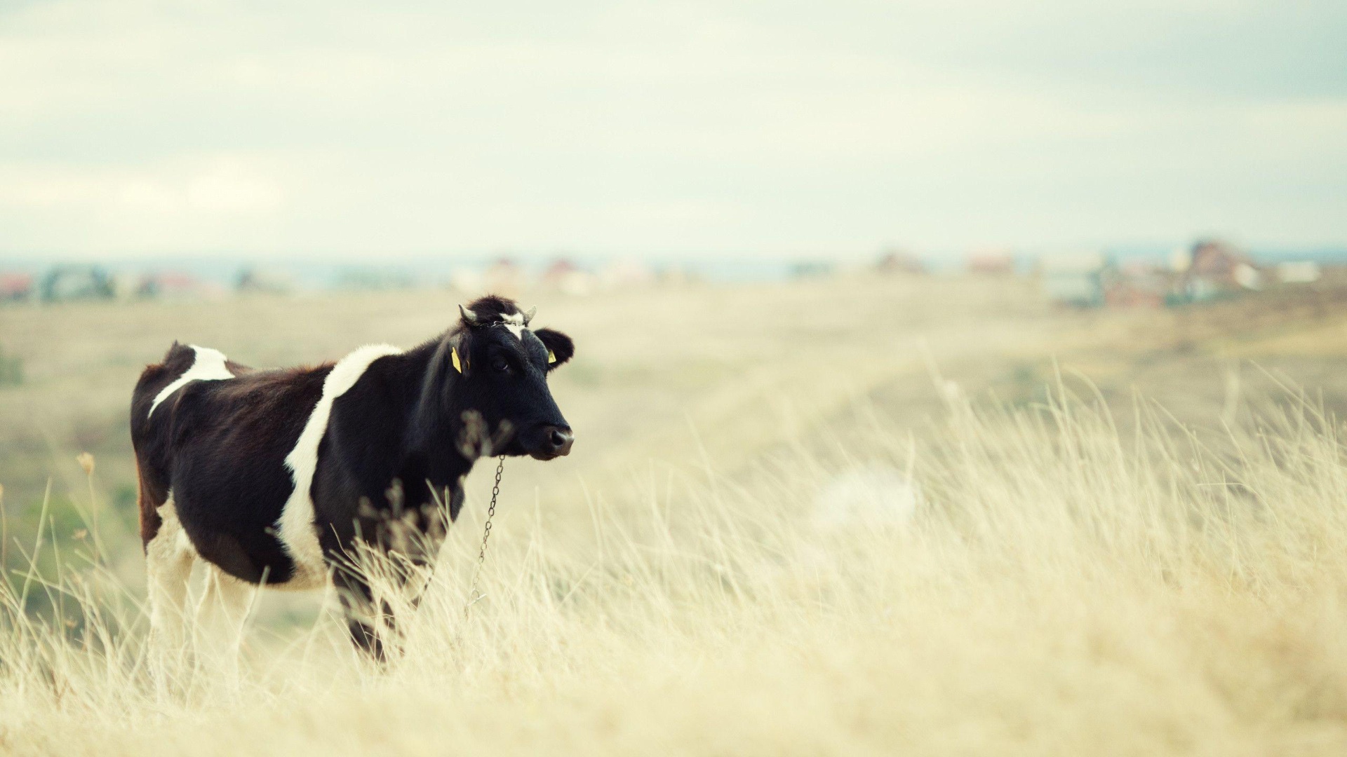 Cow Wallpaper For Desktop, PC, Laptop