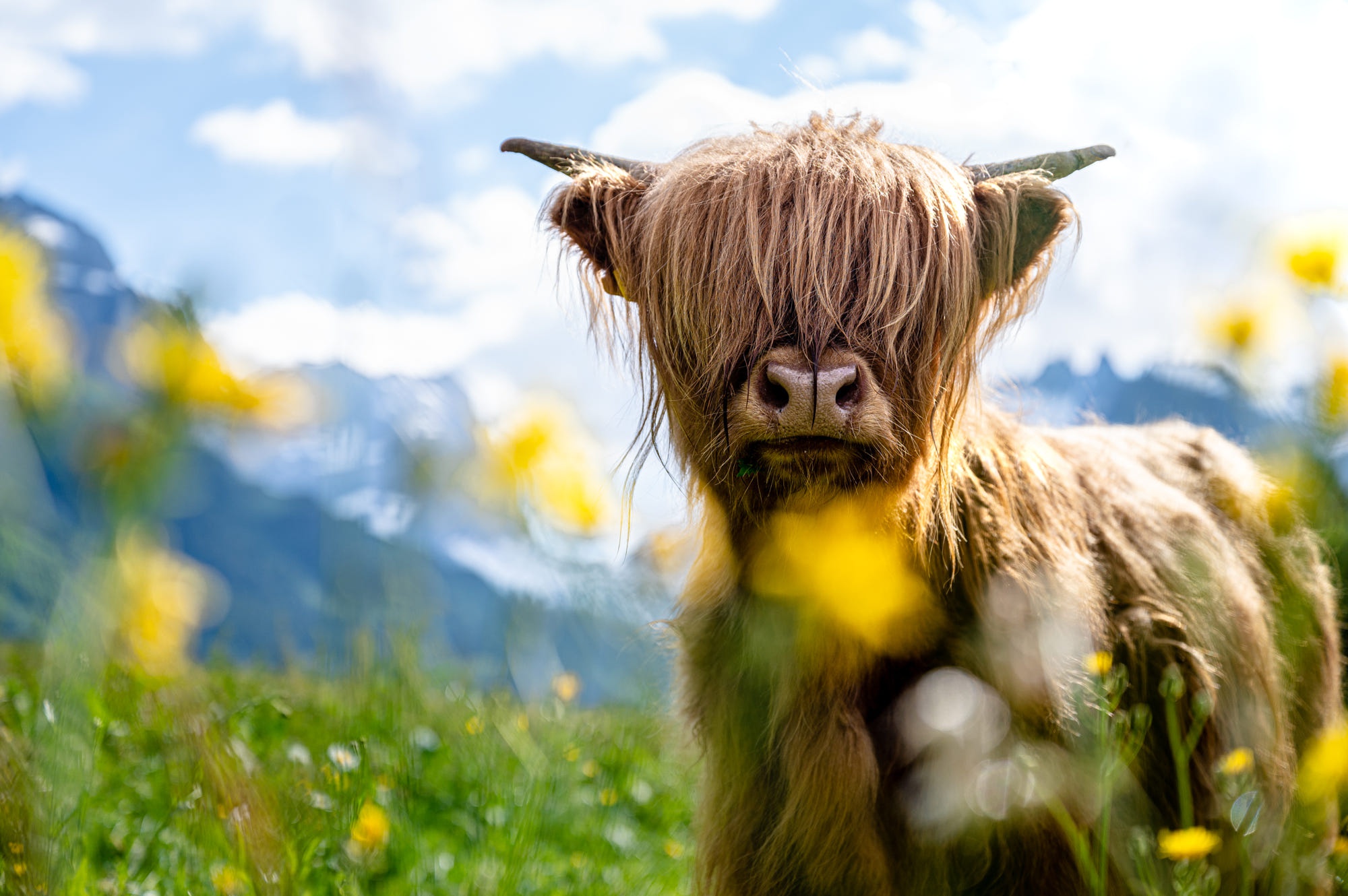 Download Cow Animal Highland Cattle HD Wallpaper