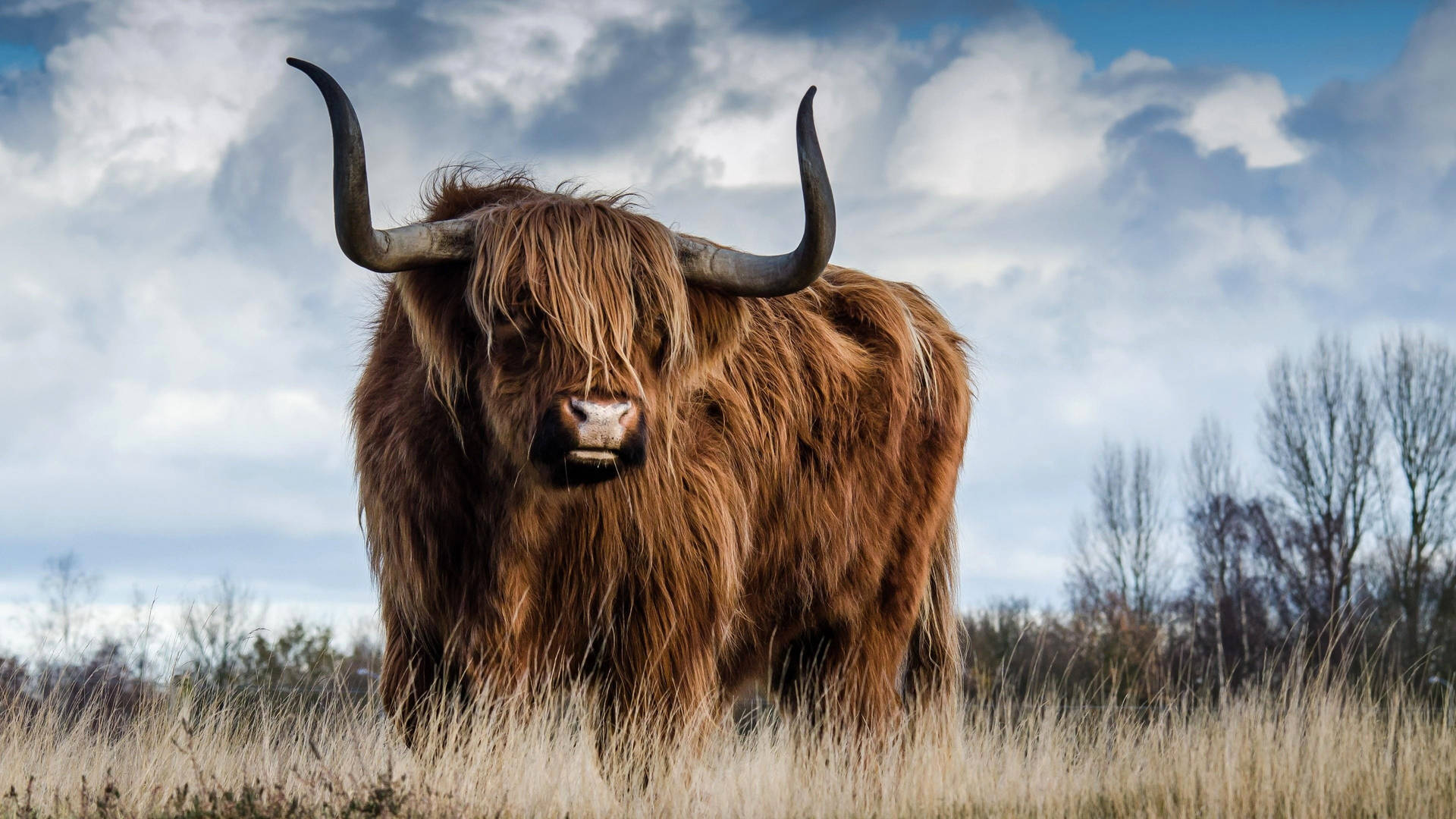 Highland Cow Wallpaper