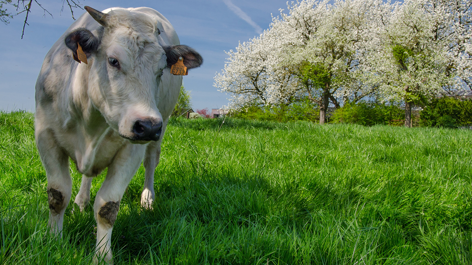 Desktop Wallpaper Cow Grass Front