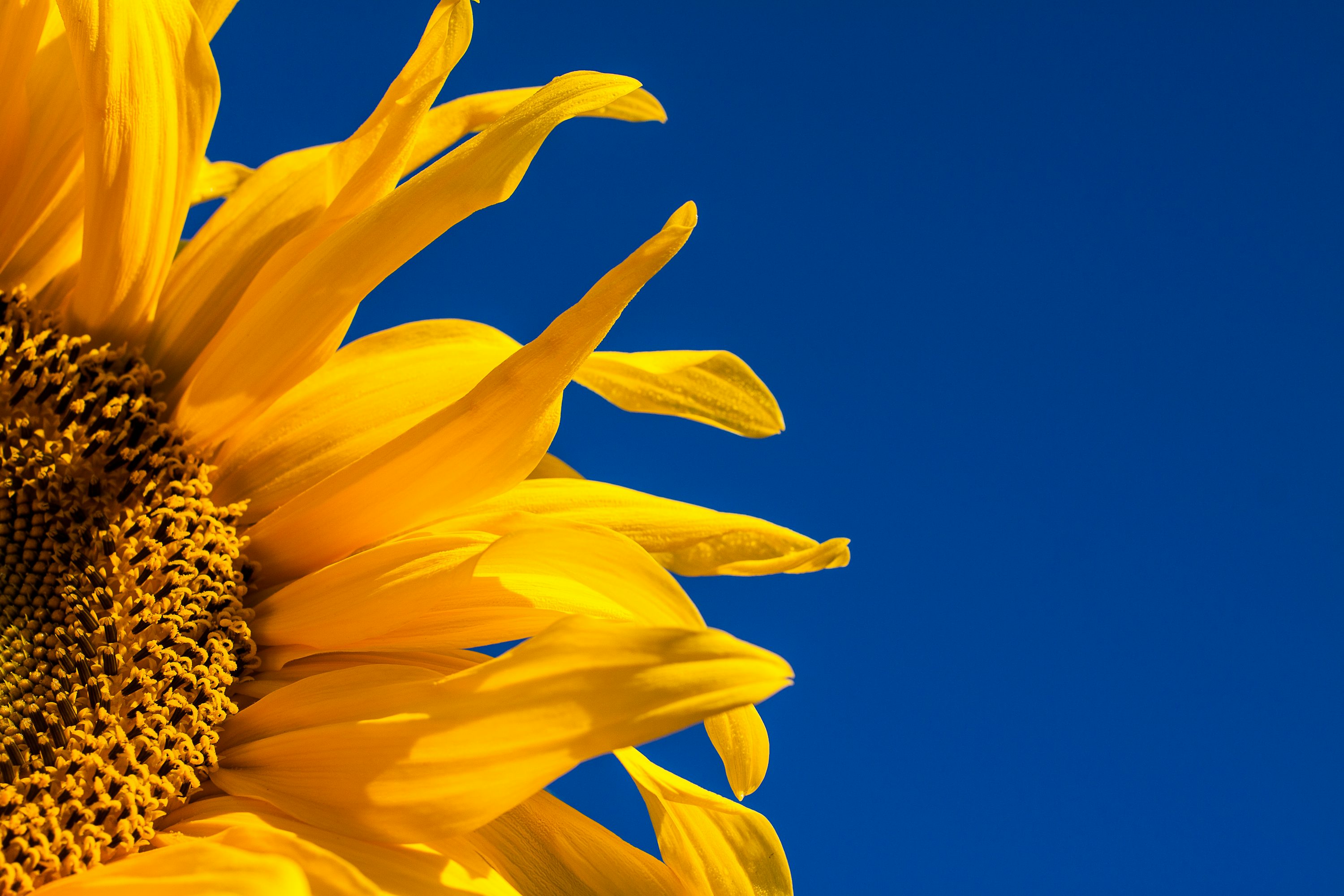 Sunflower Wallpaper: Free HD Download