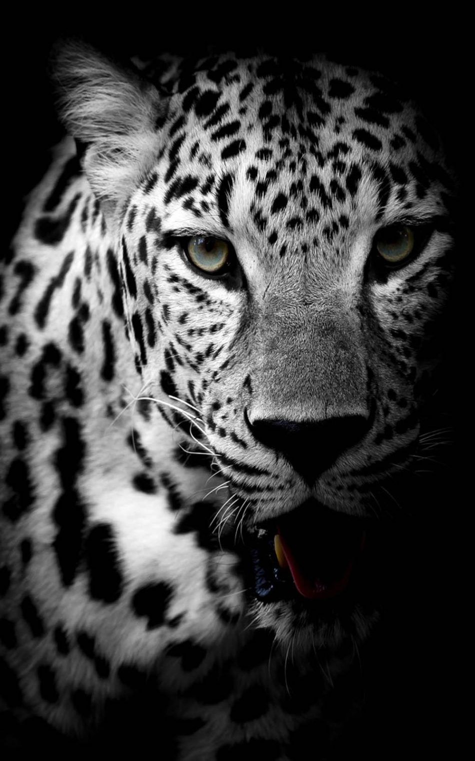 Leopard Black & White 4K Ultra HD