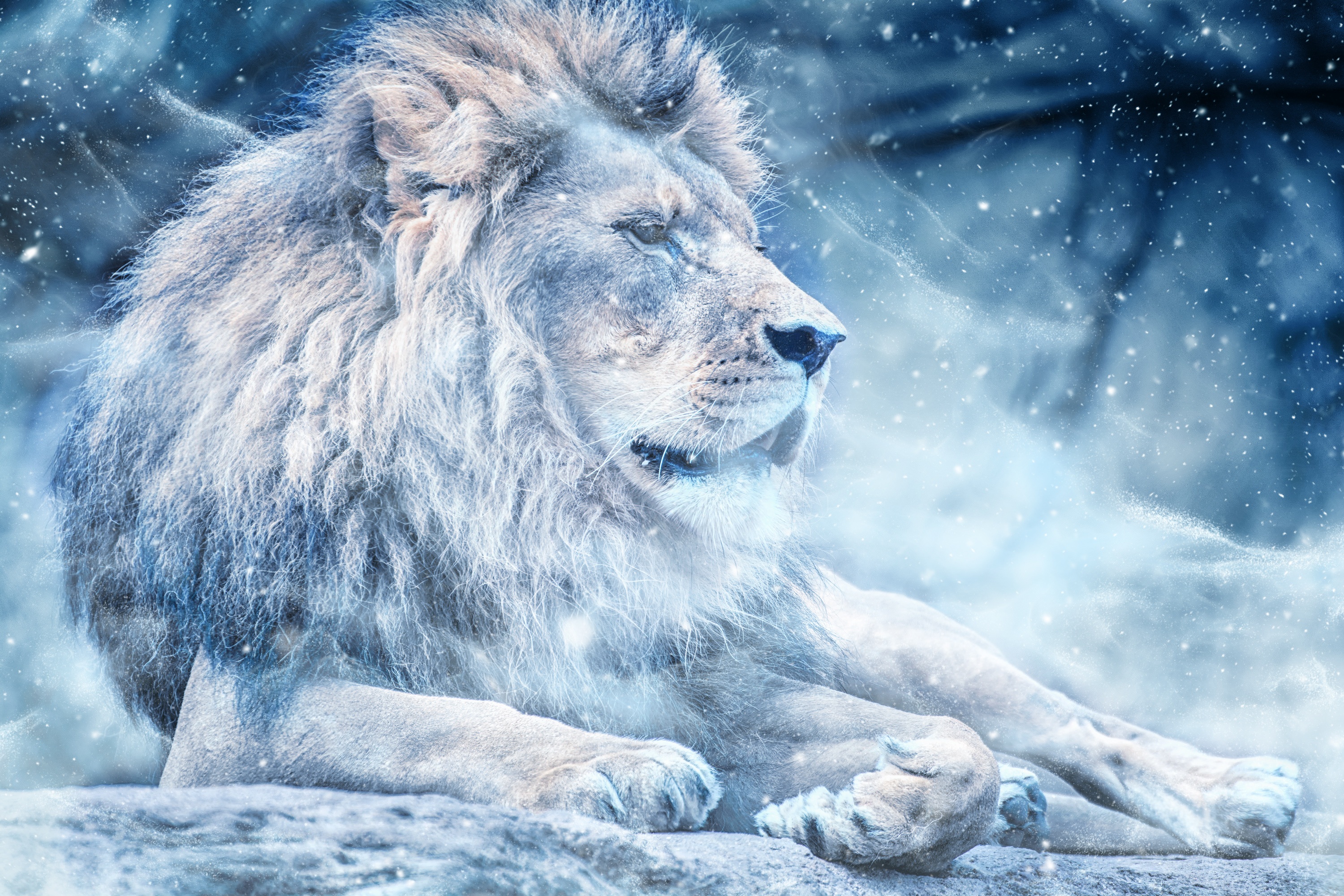 Download Lion wallpaper for mobile