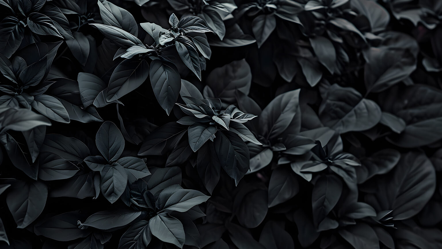Aesthetic Grey Plants Desktop Wallpaper Wallpaper in 4K
