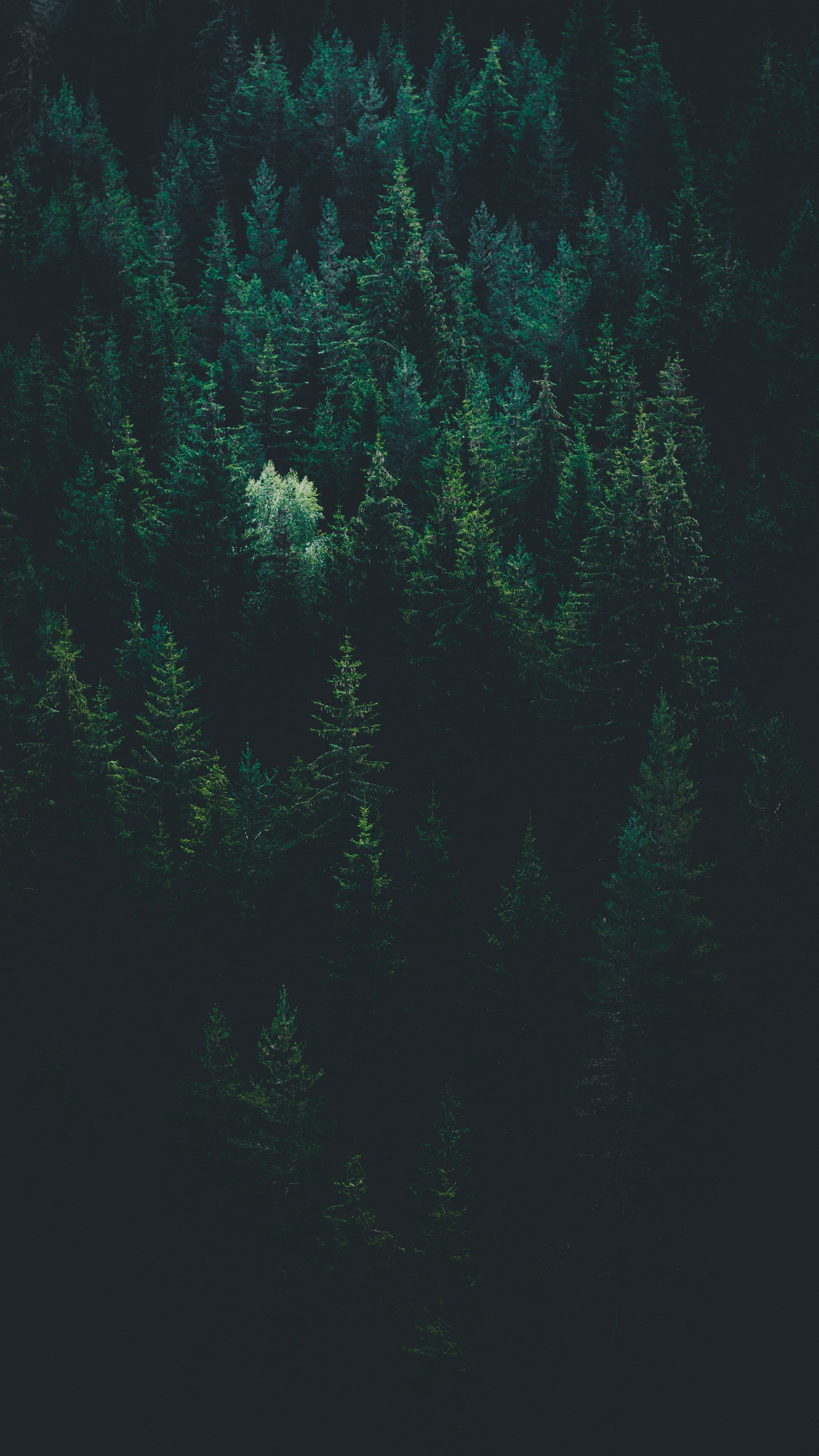 Dark Green Forest Picture. Download