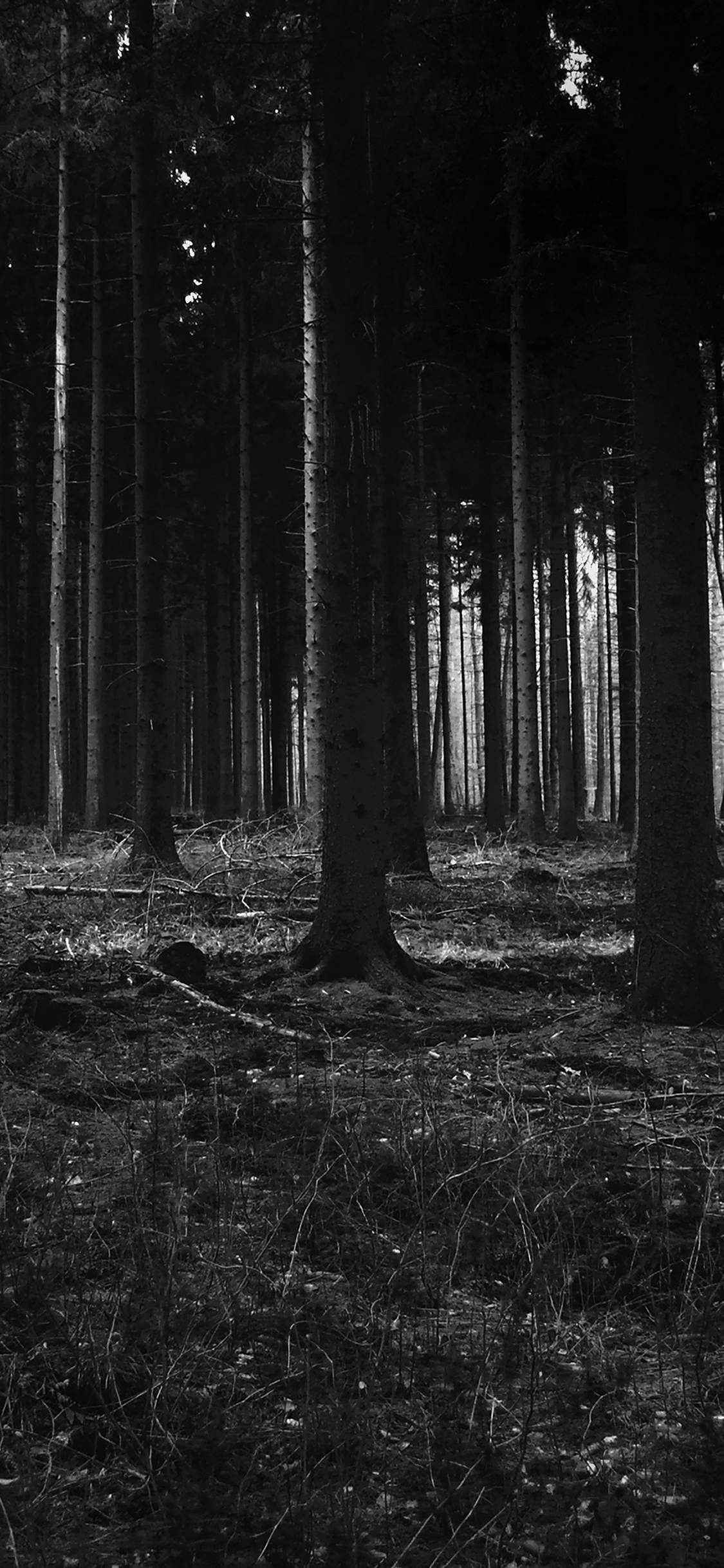 Forest Dark Scary Night Trees