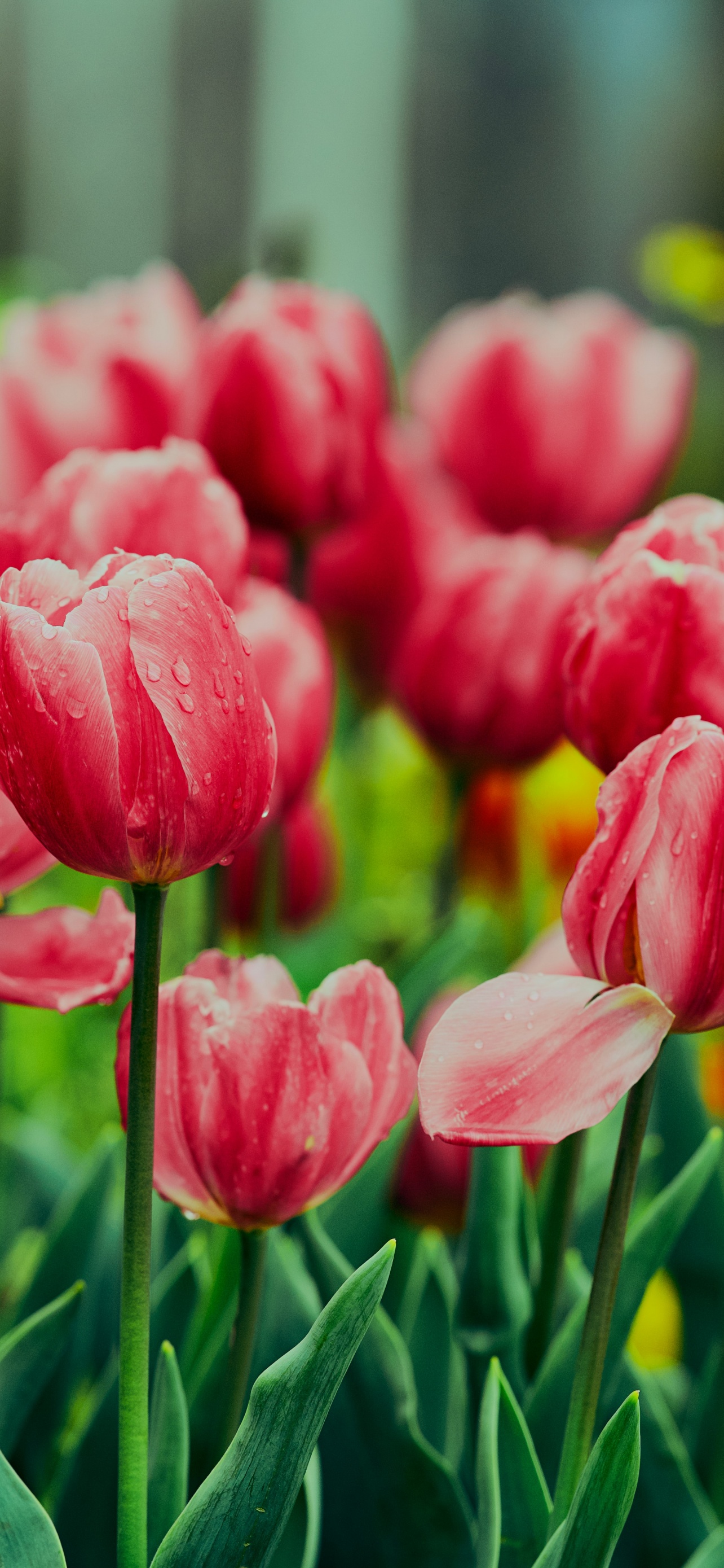 Pink Tulips Wallpaper 4K, Flower garden