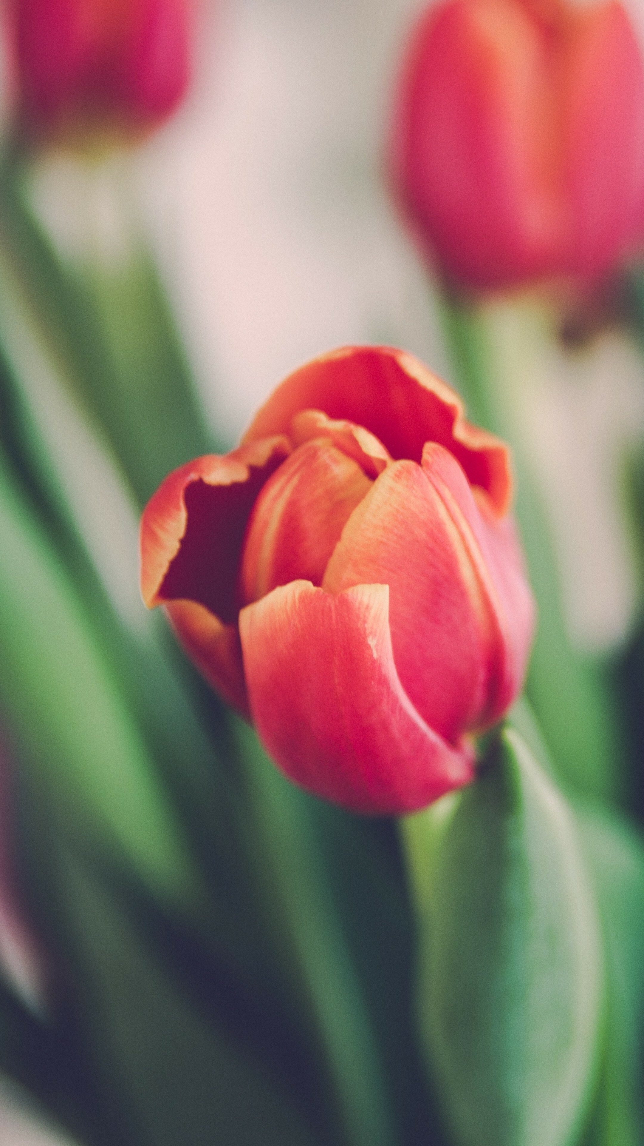 Tulip Wallpaper