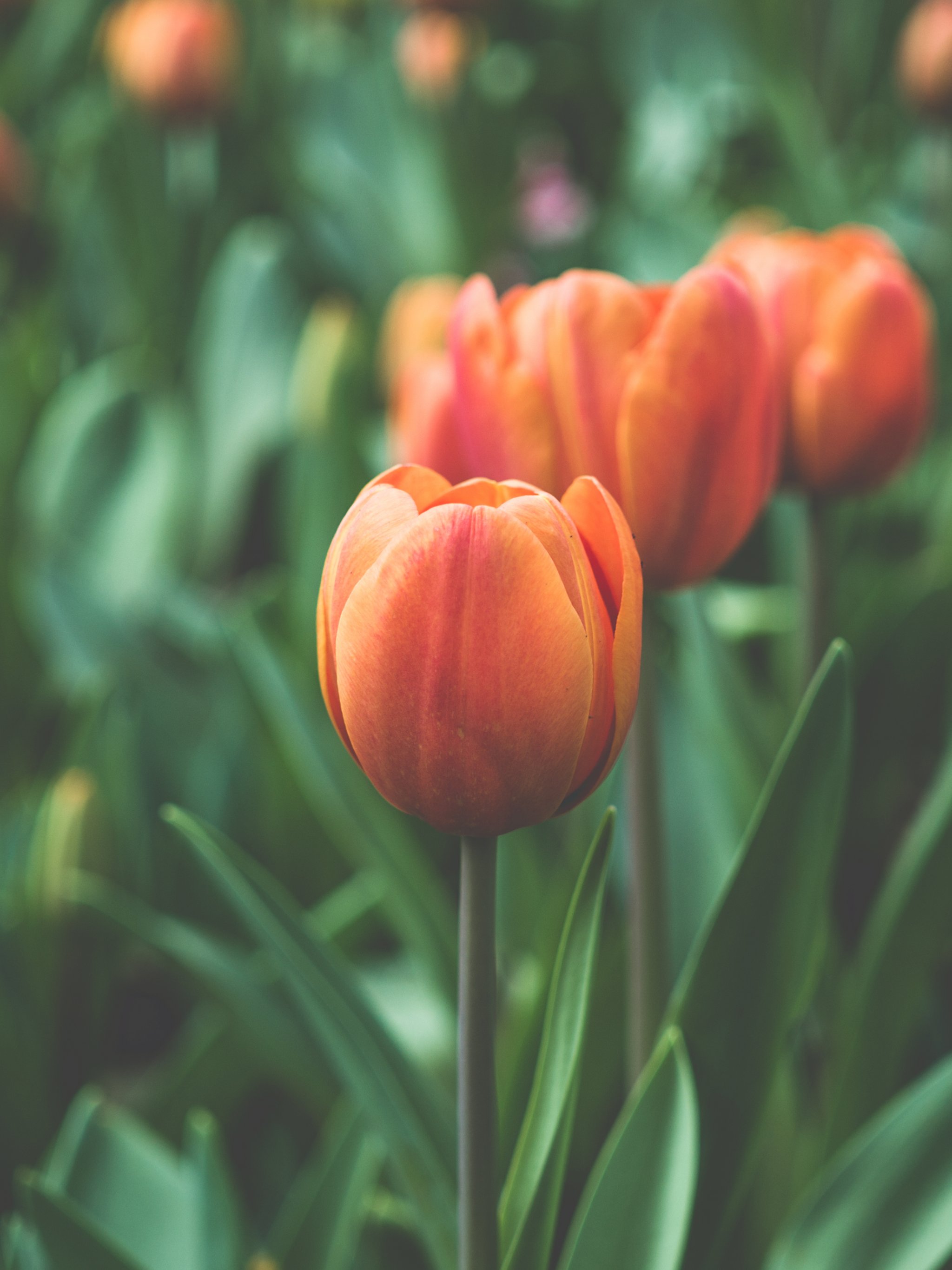 Orange Tulip Wallpaper