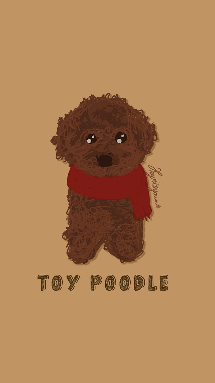 BROWN TOY POODLE
