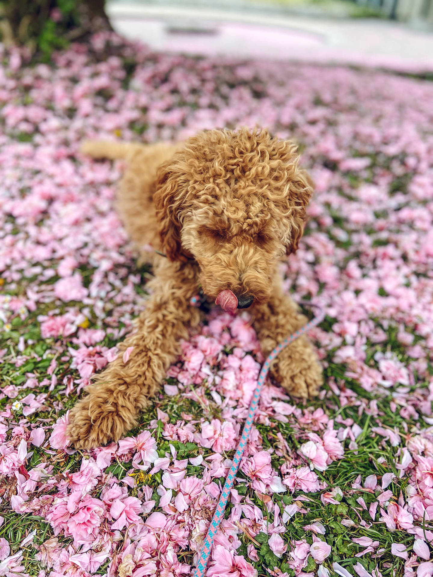 Poodle Wallpaper