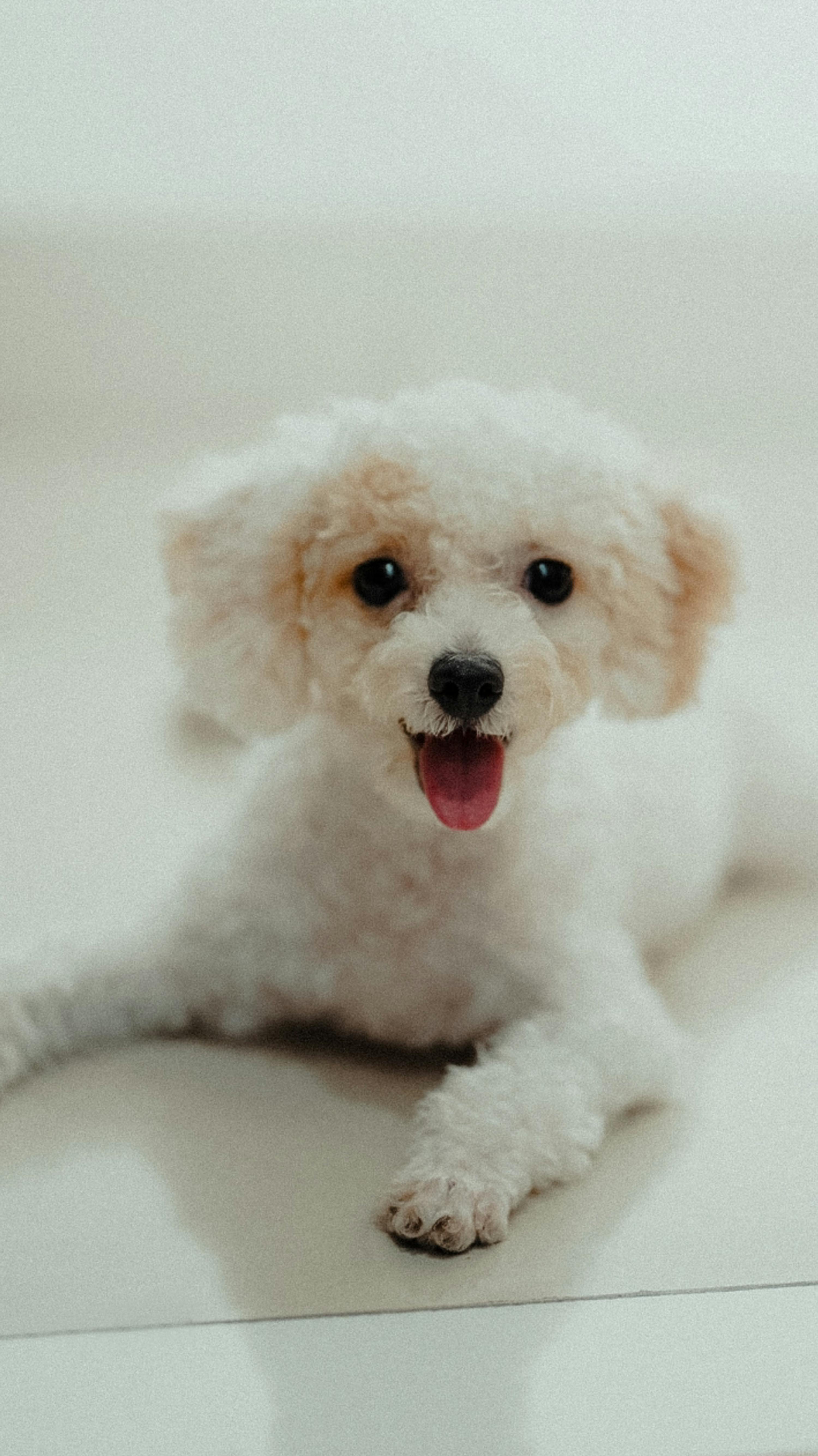 Toy Poodle Photo, Download The BEST