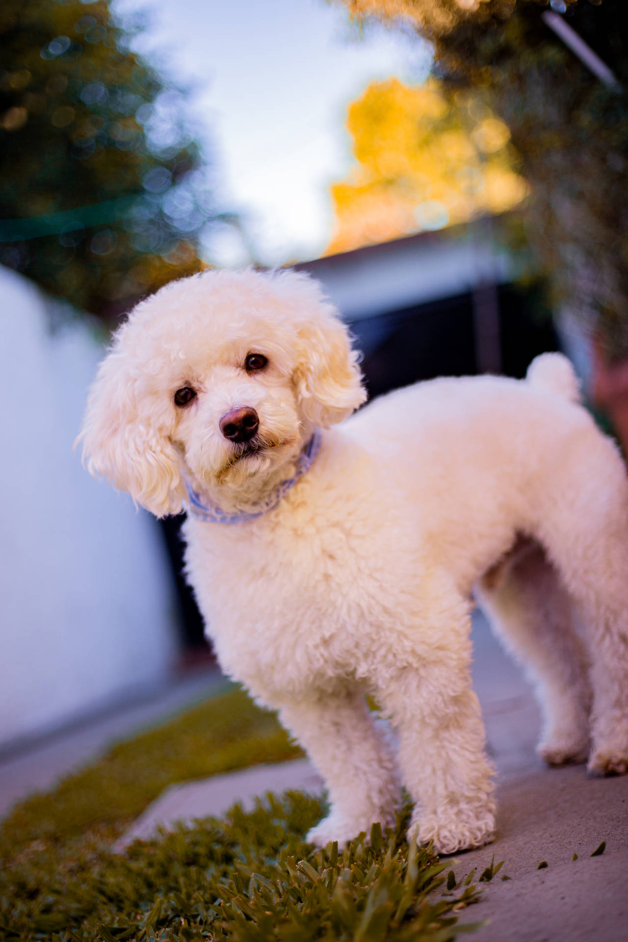 Download Groomed Miniature White Poodle