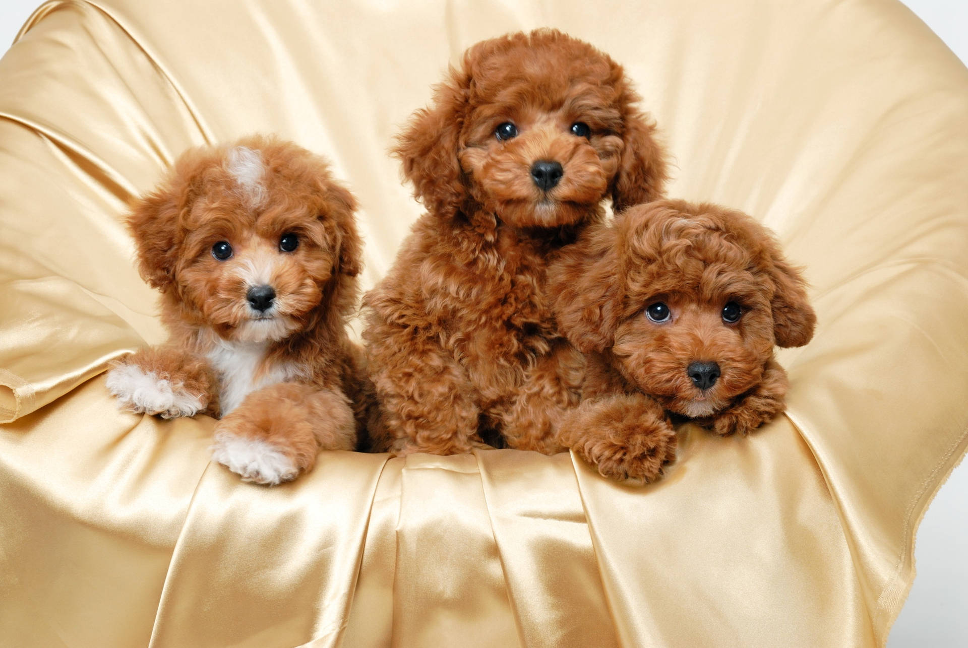 Download Puppy Wallpaper