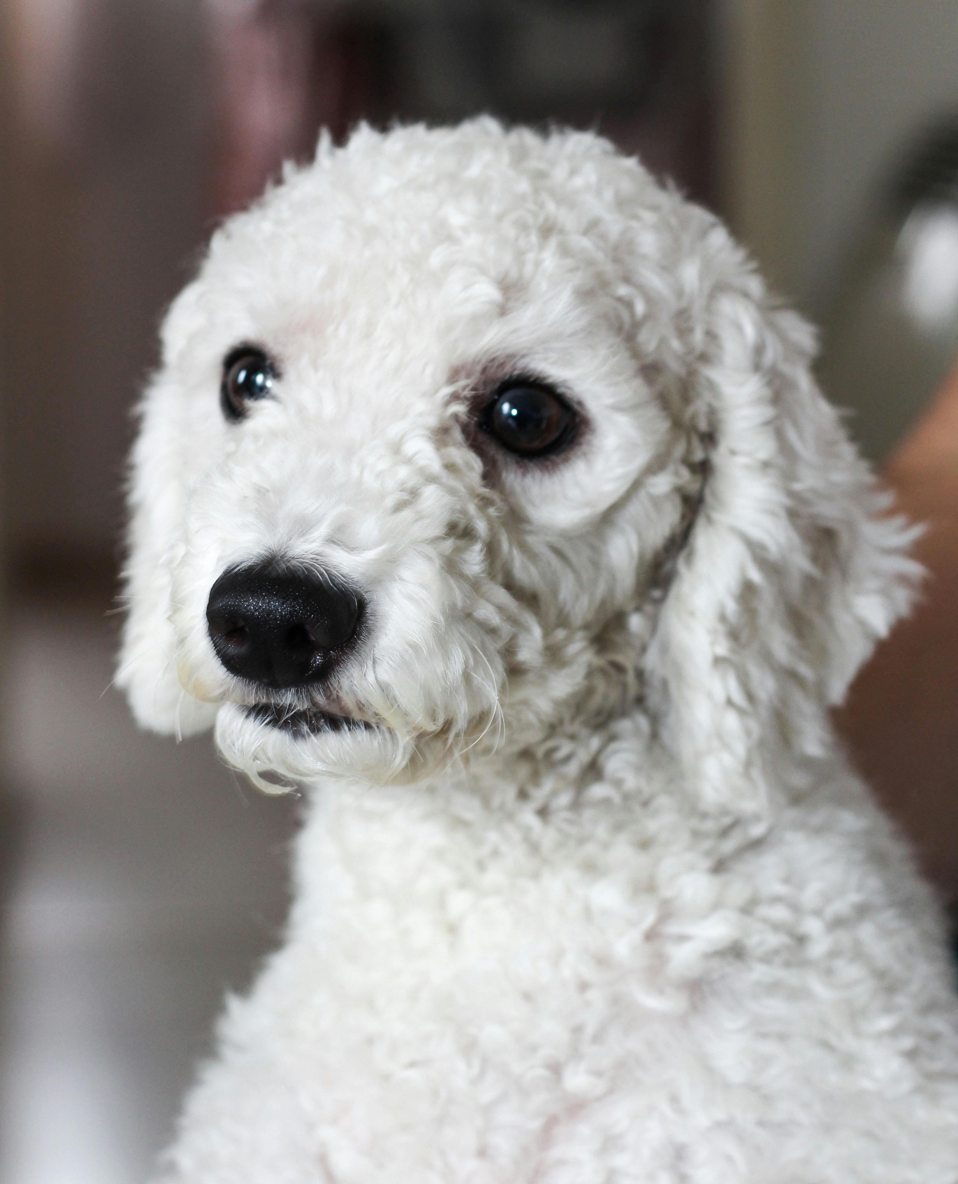 Free Poodle & HD Image