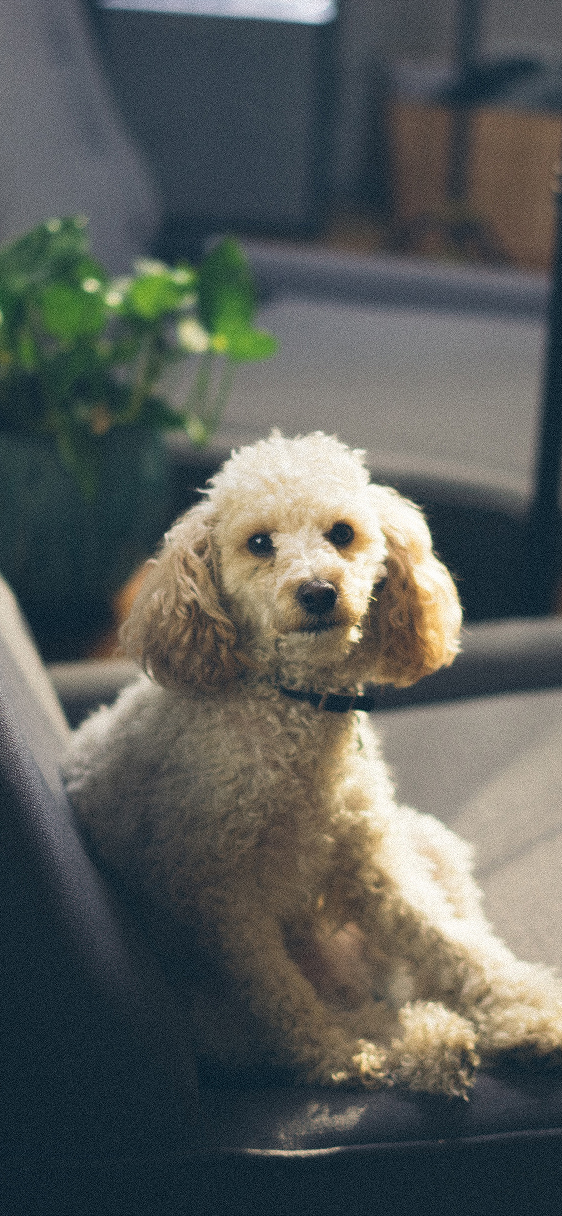 Roy Sofa Dog Pet Animal Cute Wallpaper