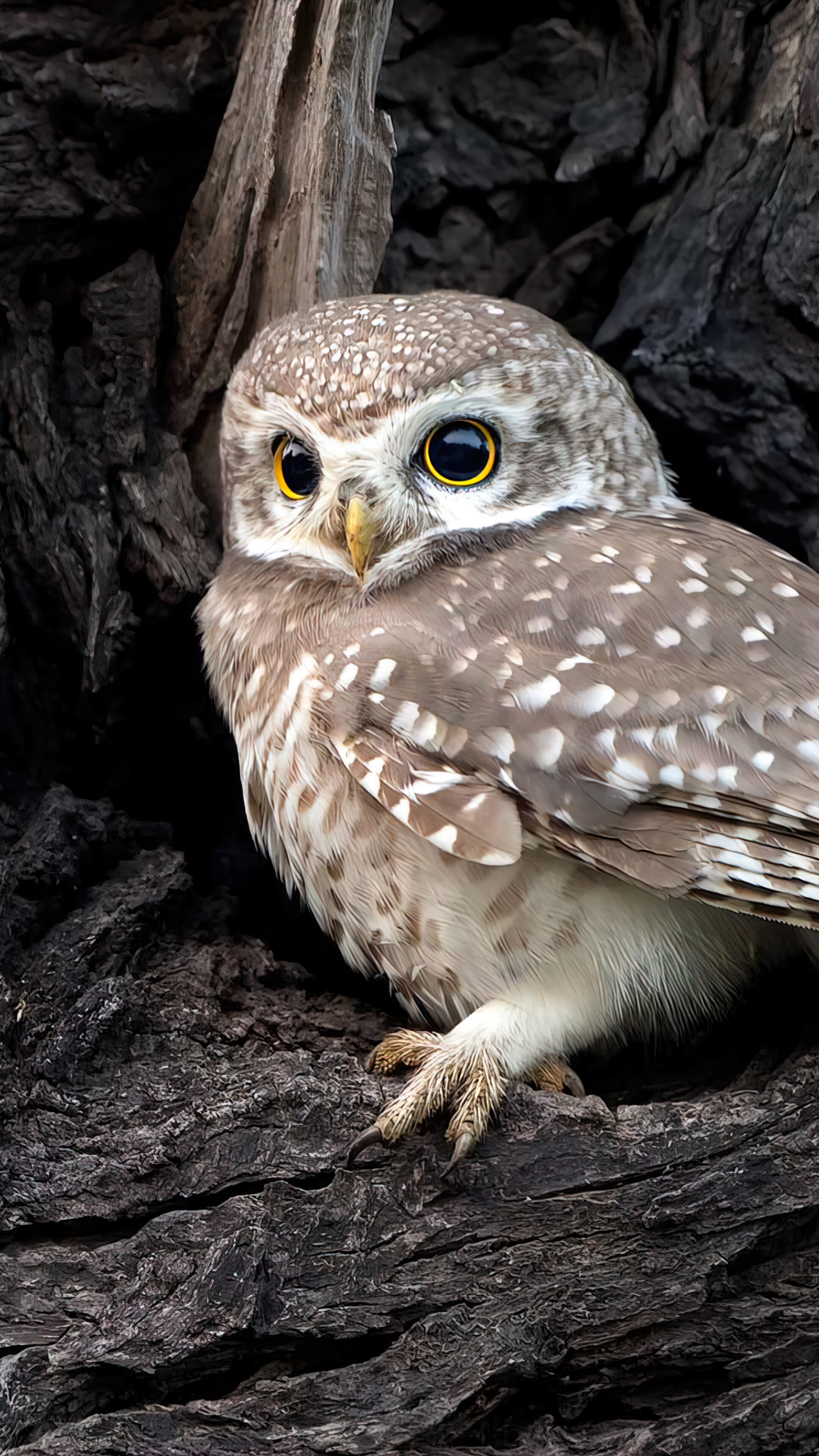 Owl Owlet Bird Animal 4K Phone iPhone