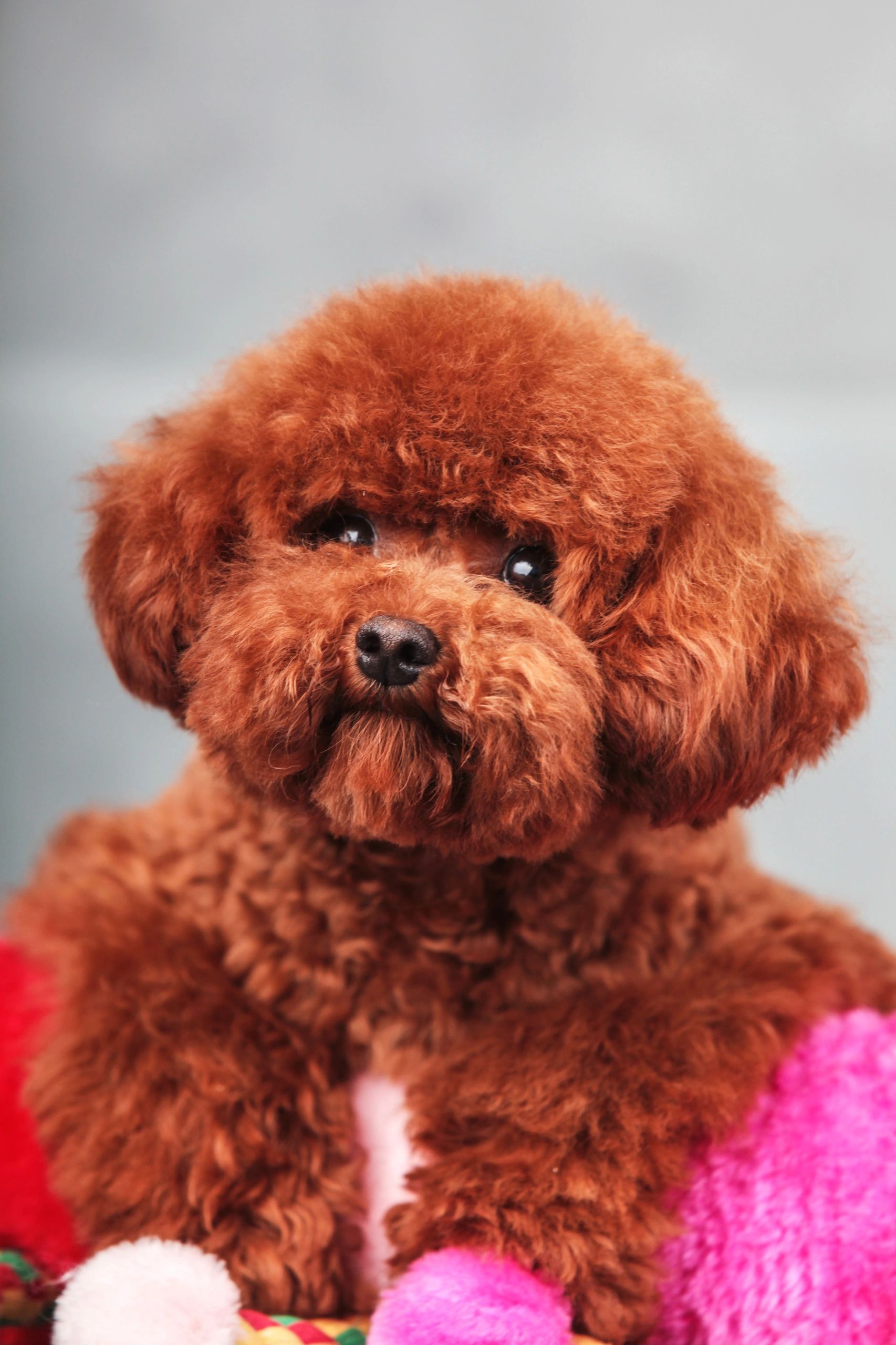 Cutie Poo Pups for Poodle Puppies