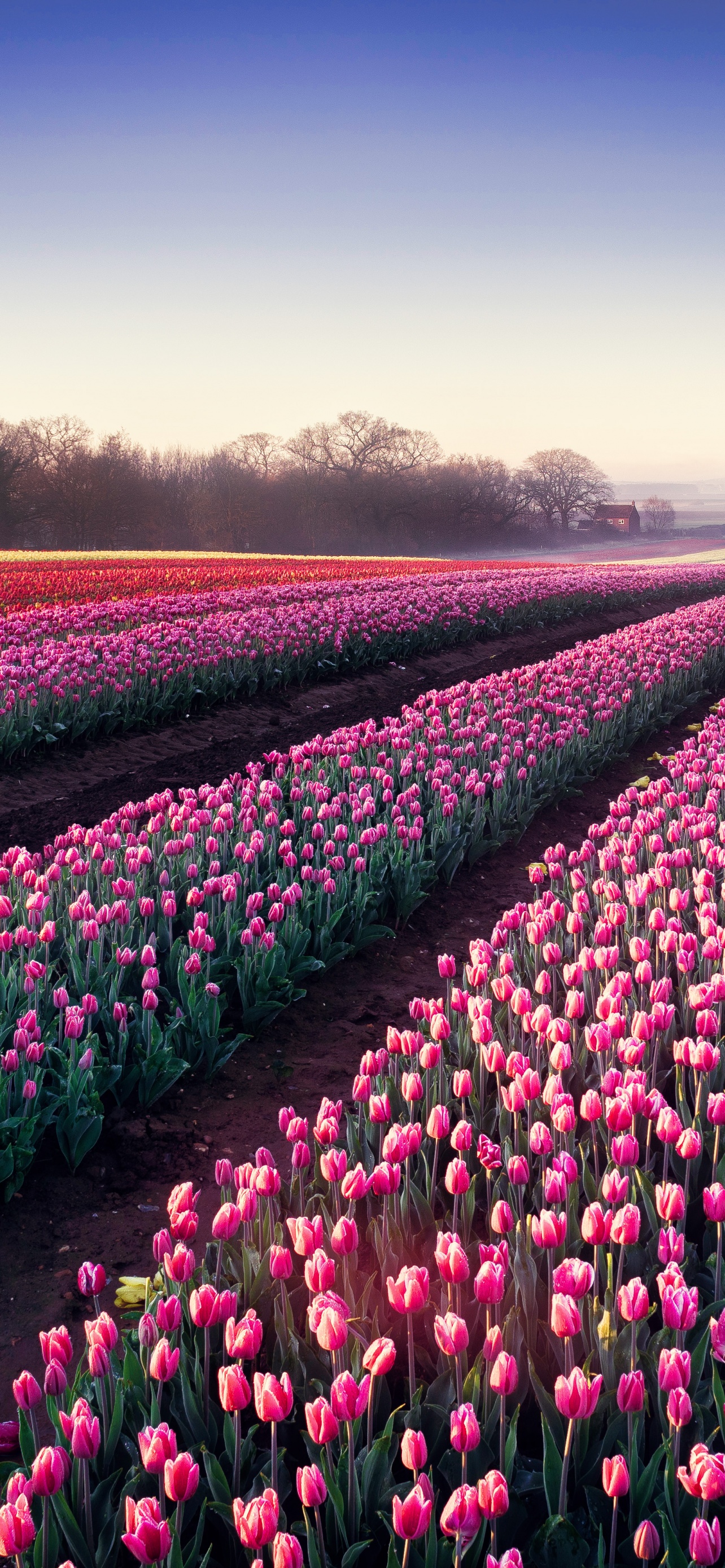 Tulips field Wallpaper 4K, Morning