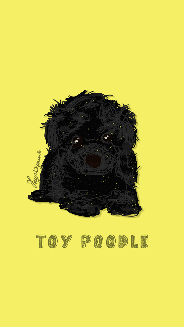 BLACK TOY POODLE