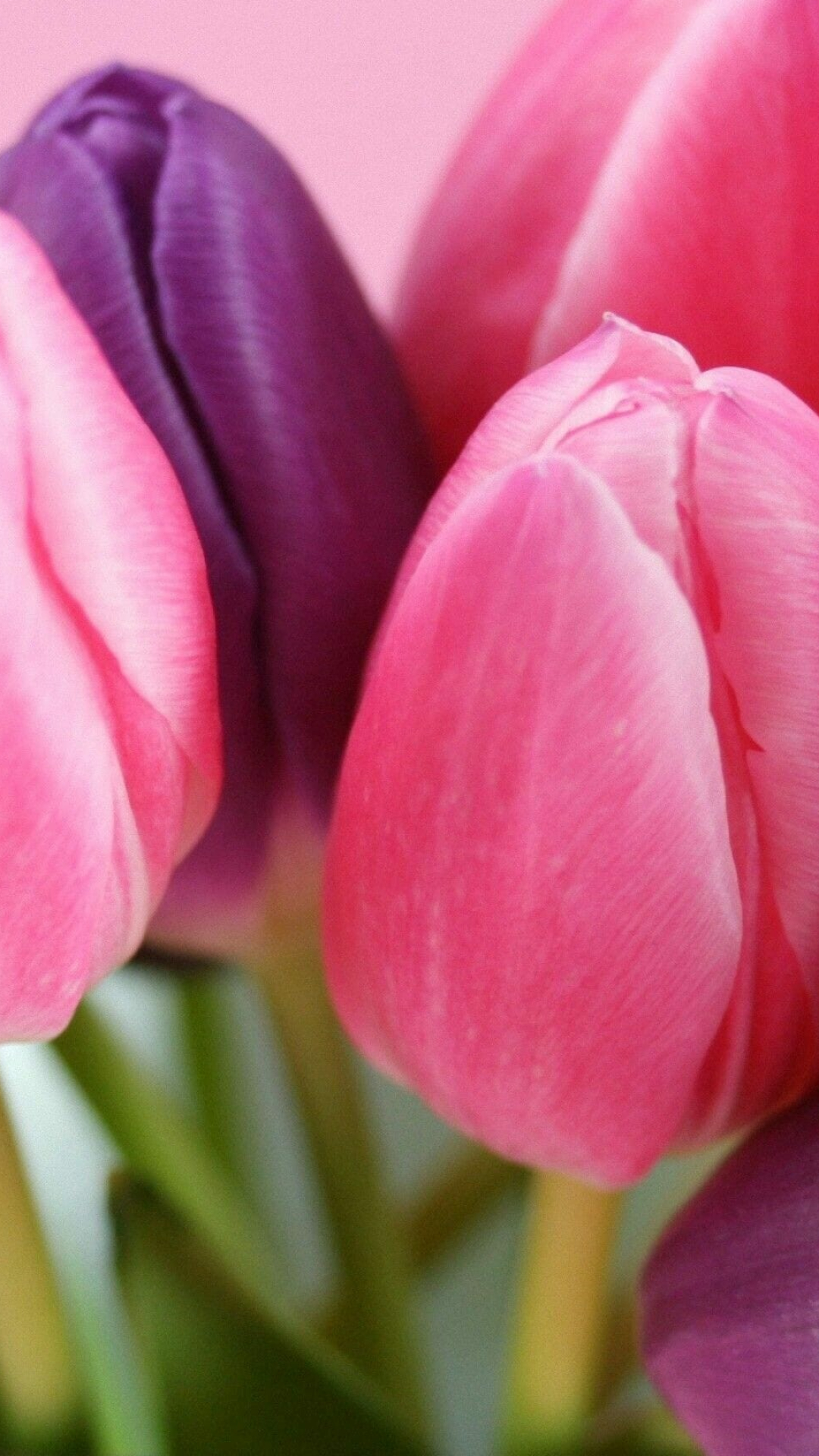 Tulip Wallpaper