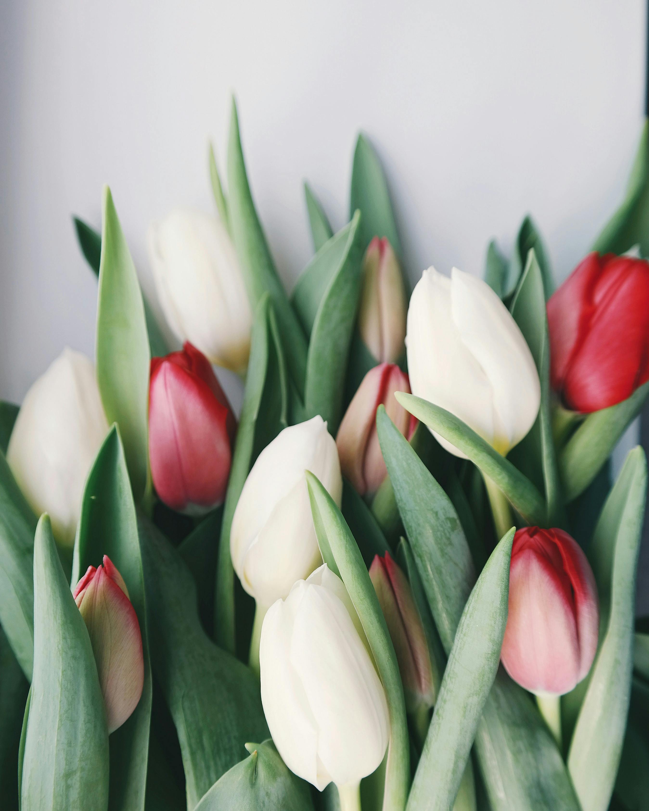 White Tulips Photo, Download The BEST