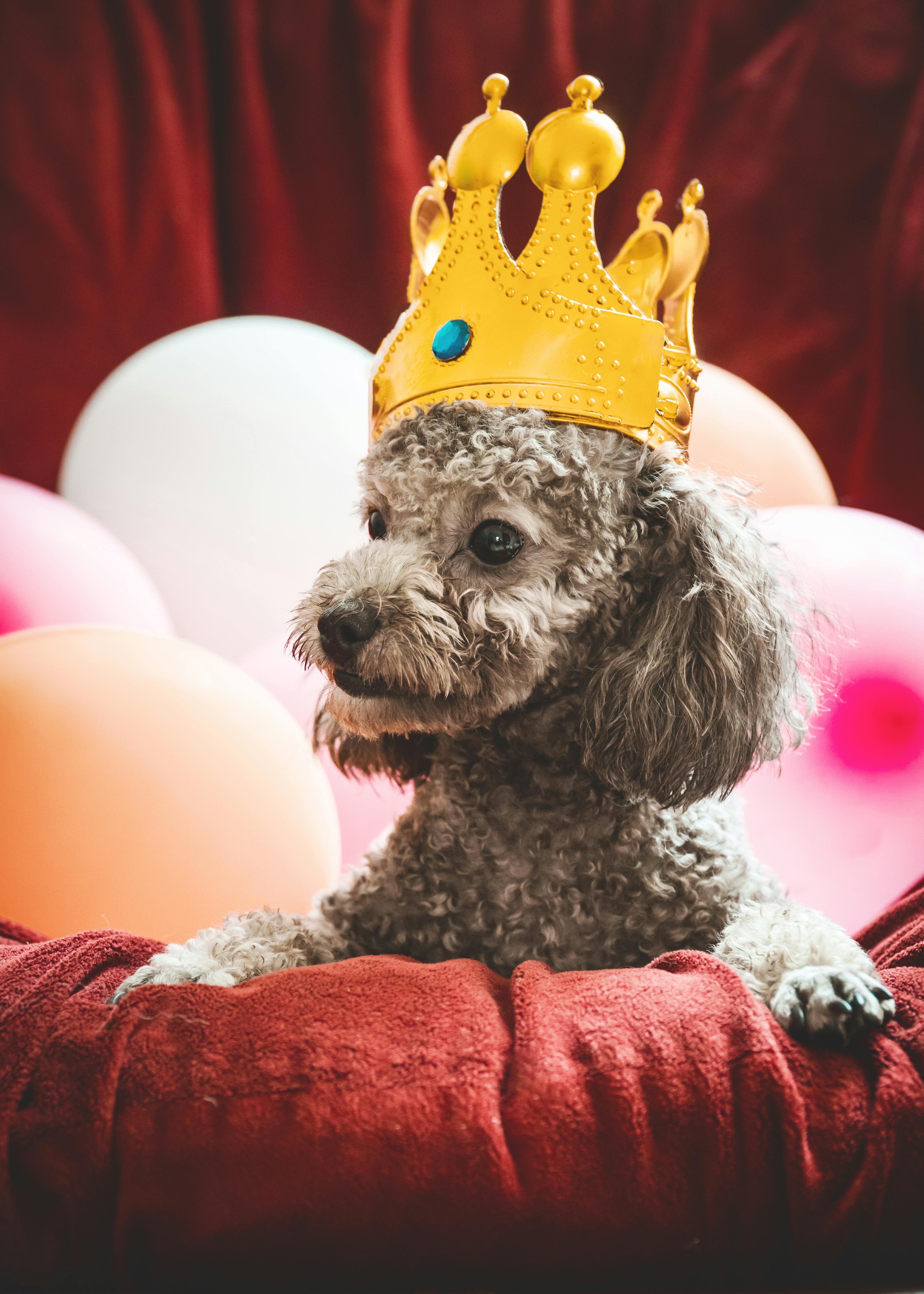 Poodle in Toy Crown · Free