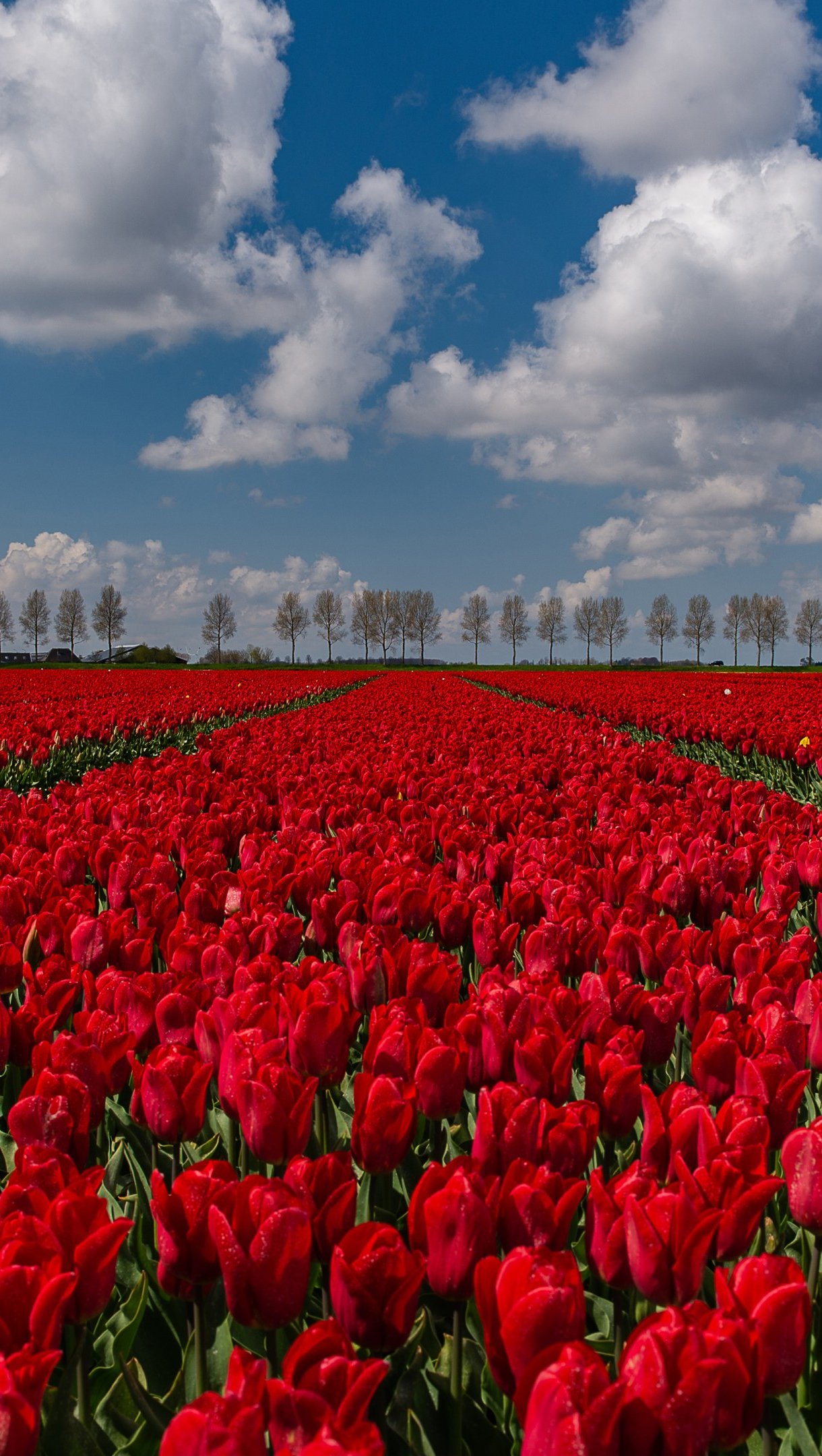 Red tulips field Wallpaper 4k HD
