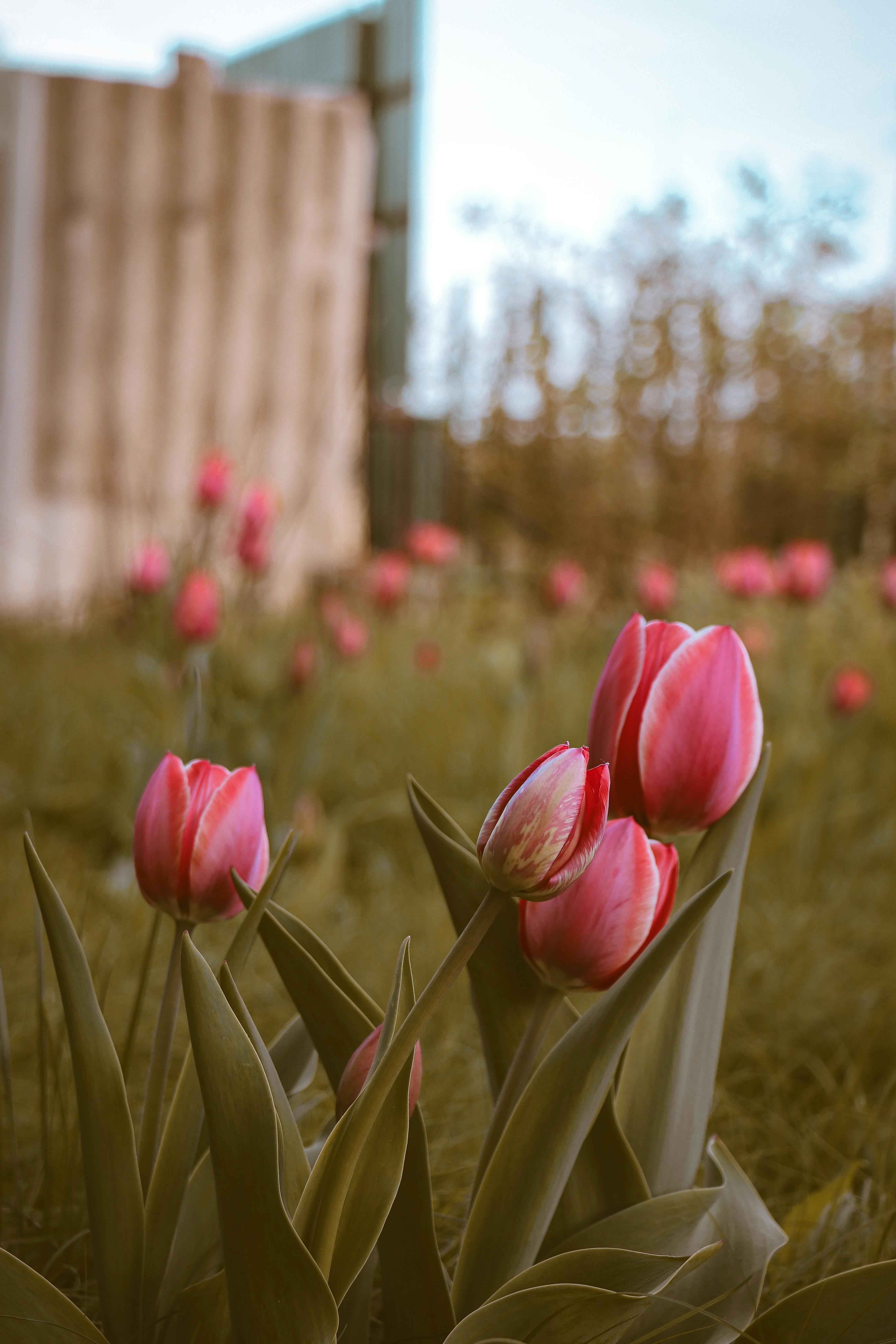 Close up of Tulips · Free