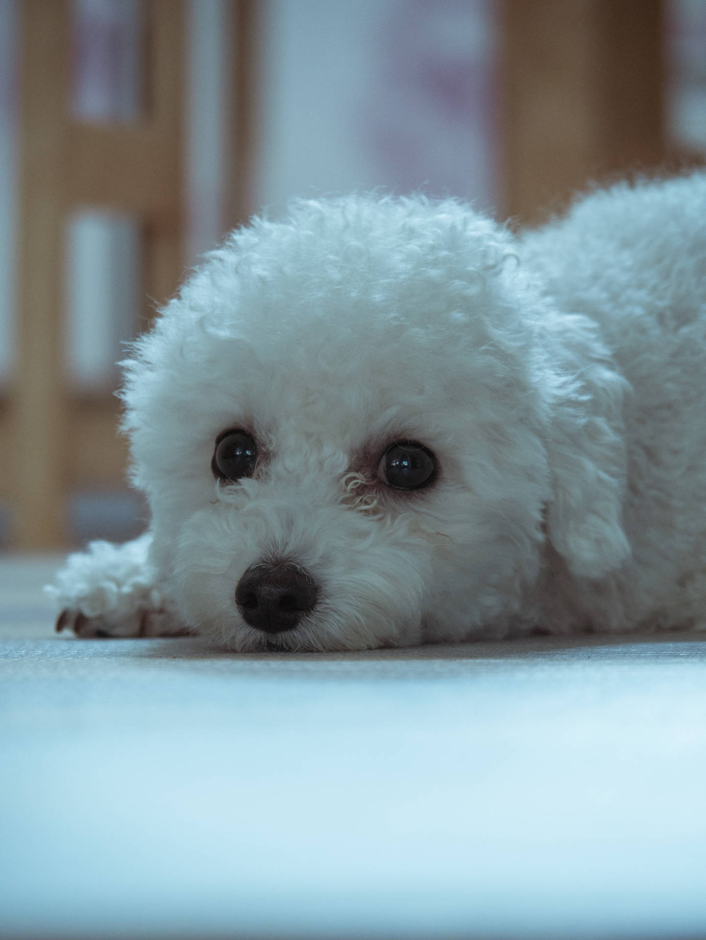 Download White Teacup Poodle Wallpaper