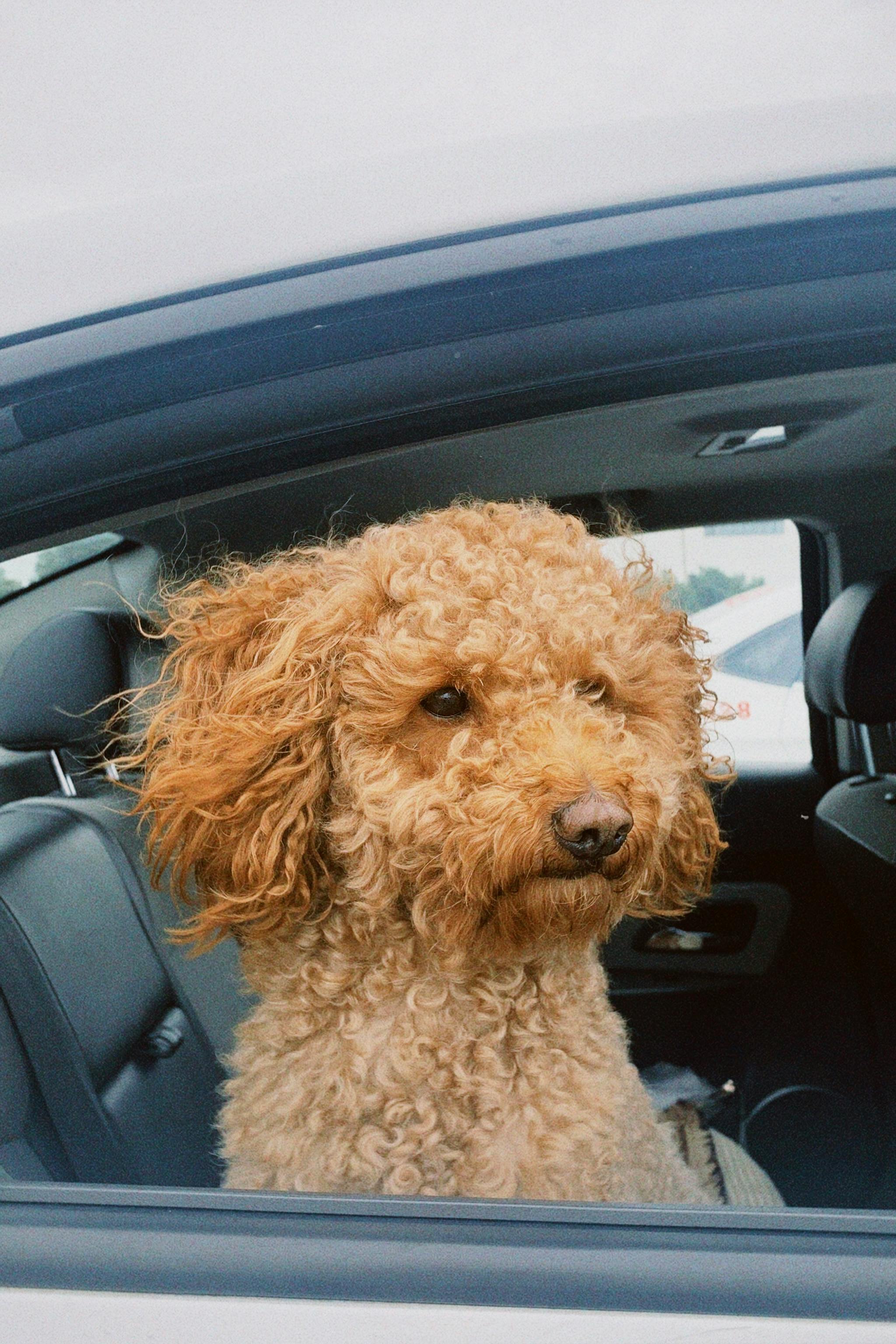 Toy Poodle Dog in Car · Free