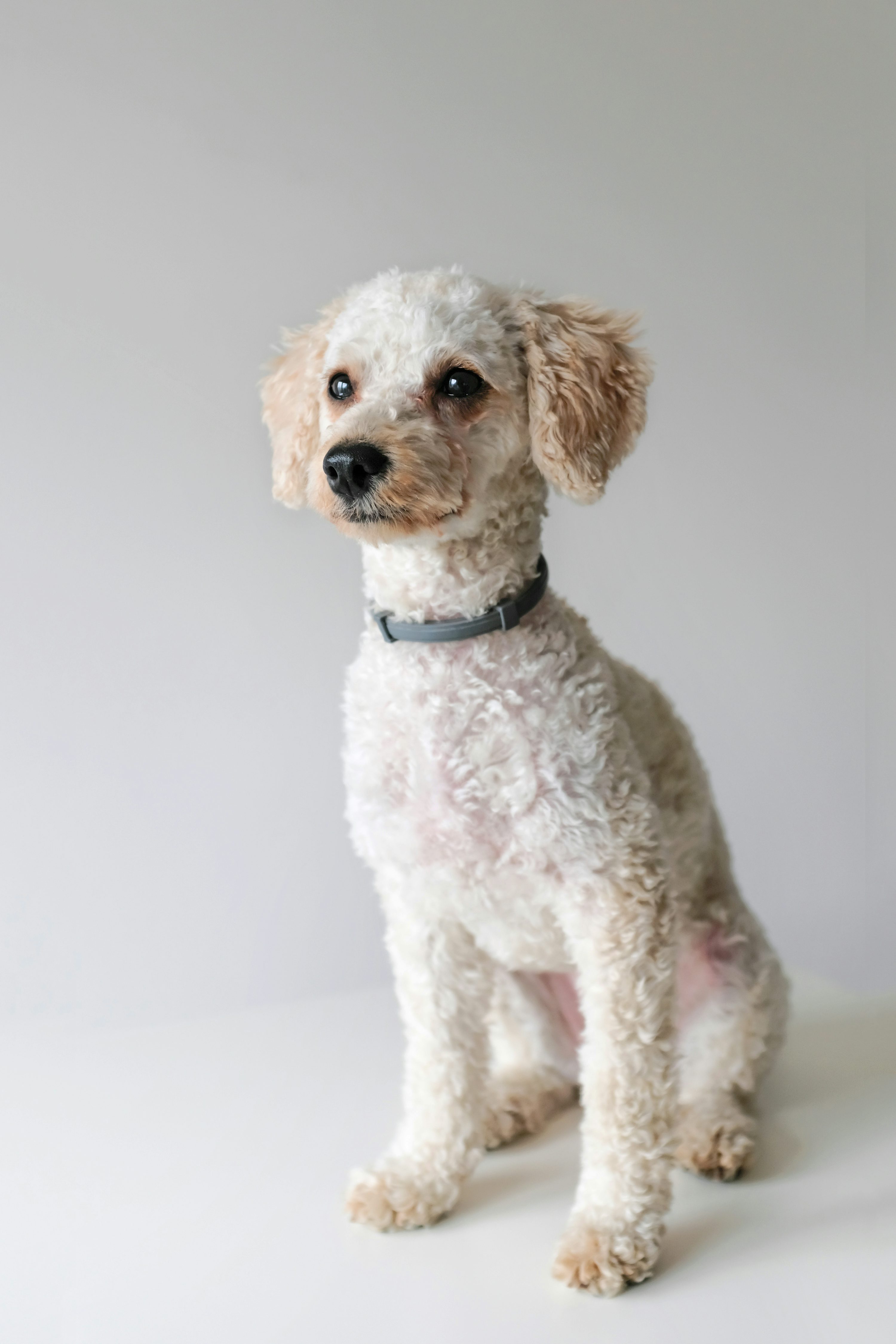 White toy poodle photography photo