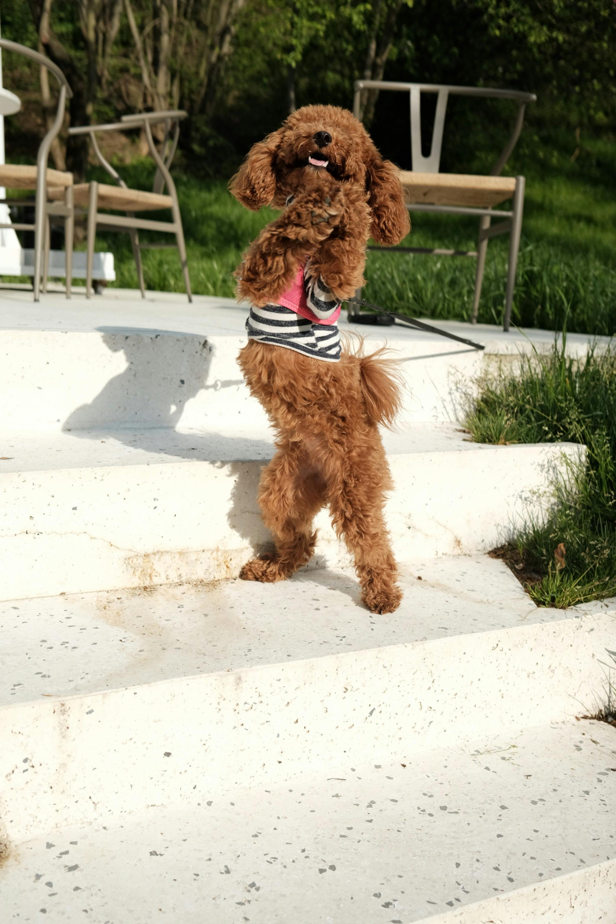 Toy Poodle In A T Shirt Standing On His