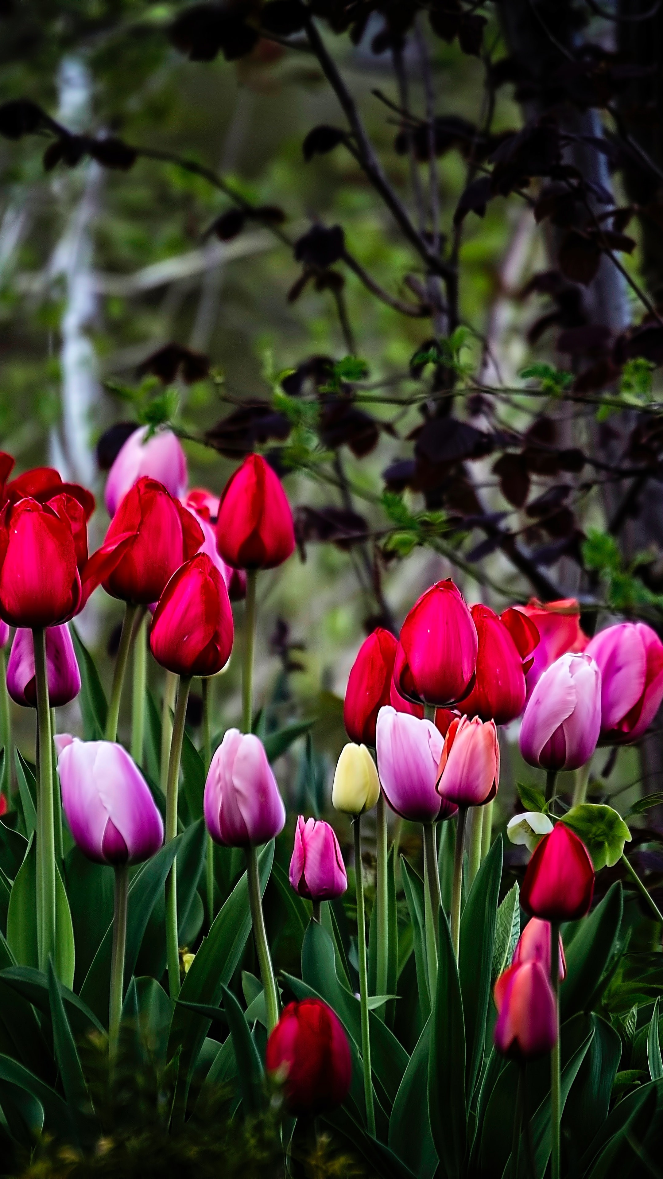 Tulip flowers Wallpaper 4K, Multicolor