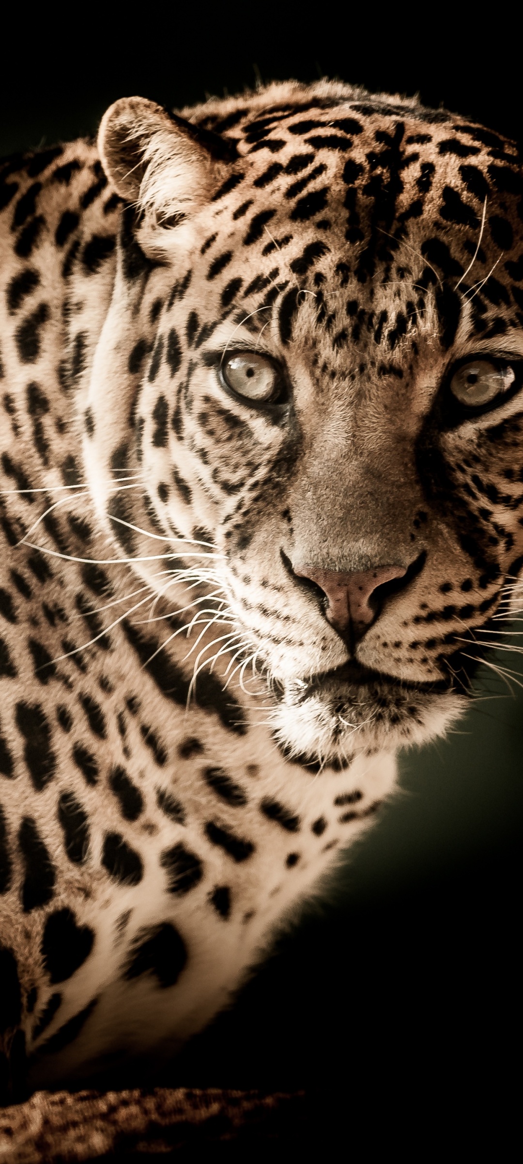 Leopard Wallpaper 4K, Wildcat, Wildlife
