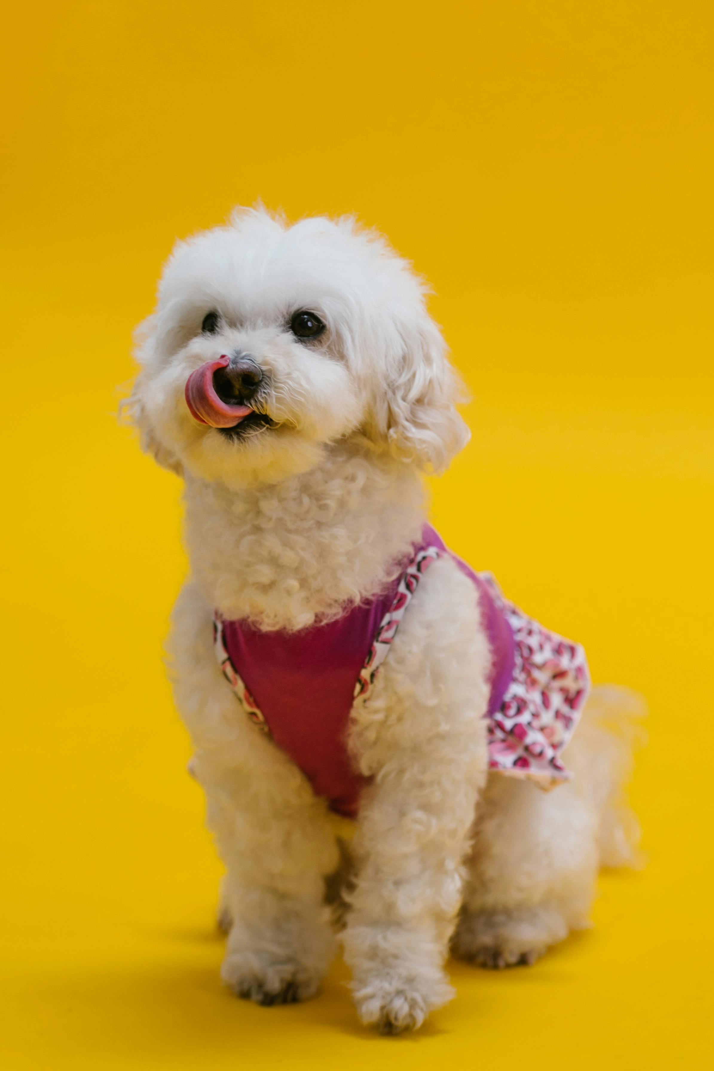 Toy Poodle Photo, Download The BEST