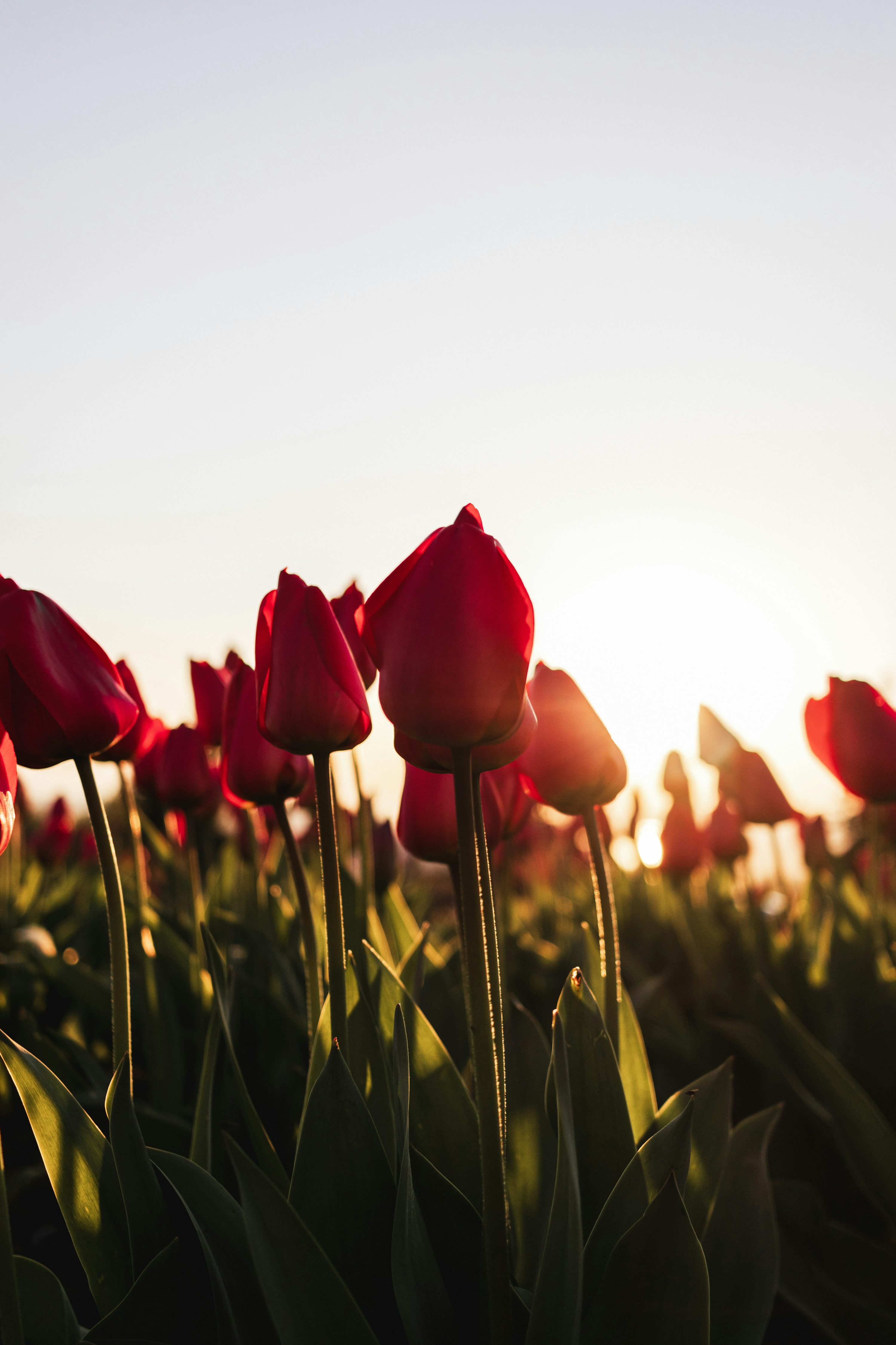 A field of red tulips with the sun