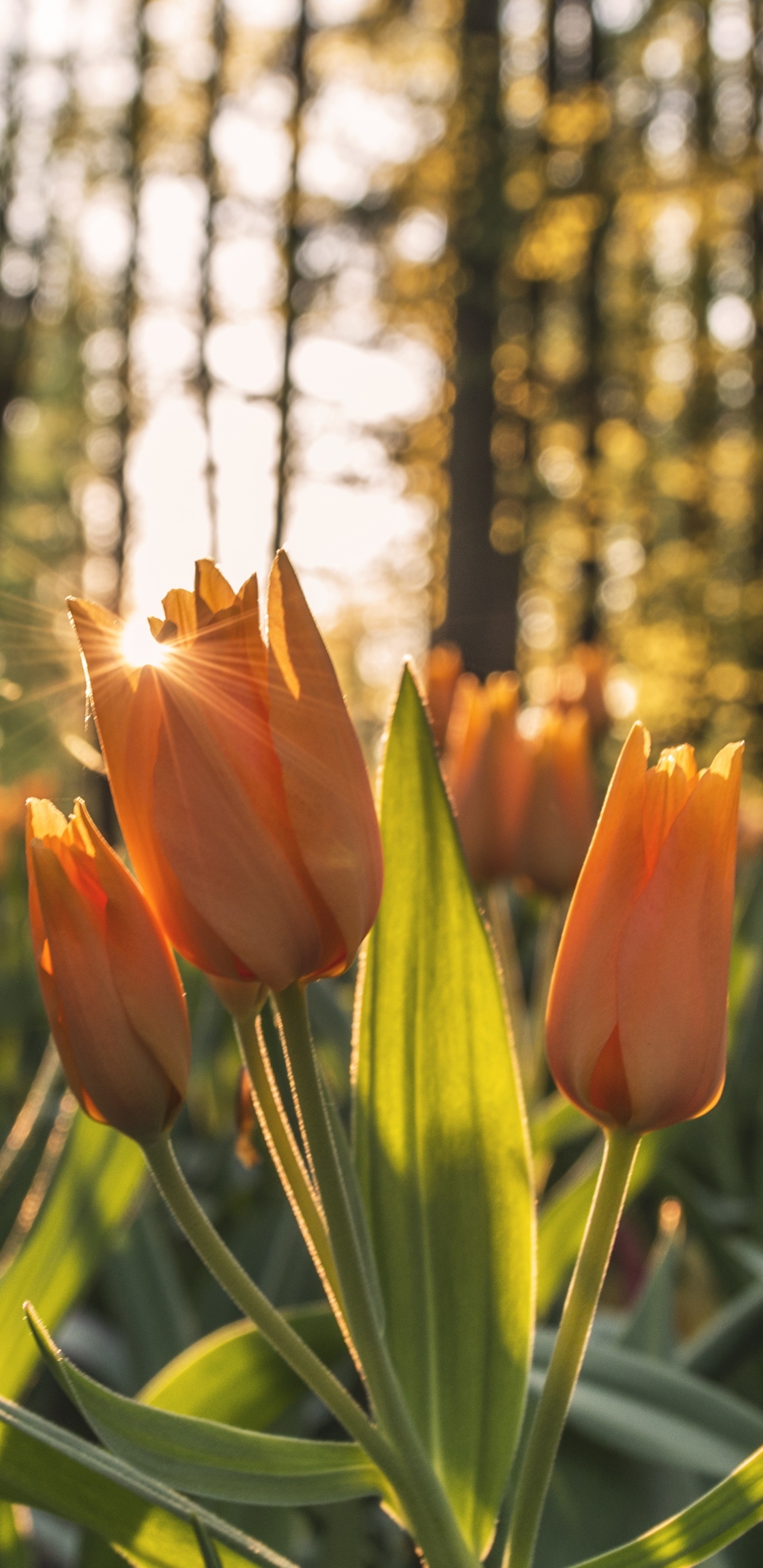 Flower Nature Tulip Phone Wallpaper