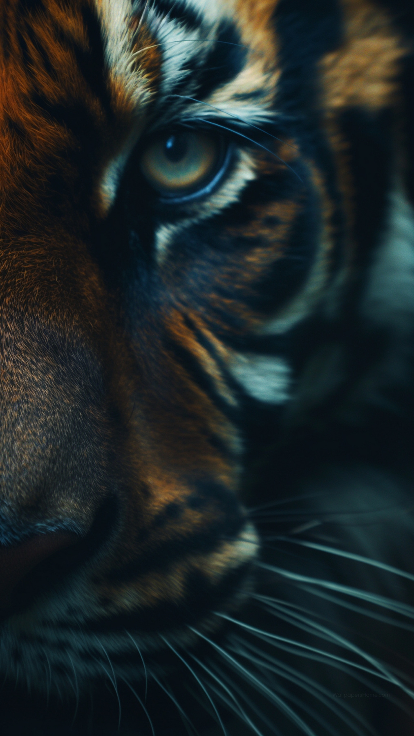 Tiger Wallpaper, Nature, OS
