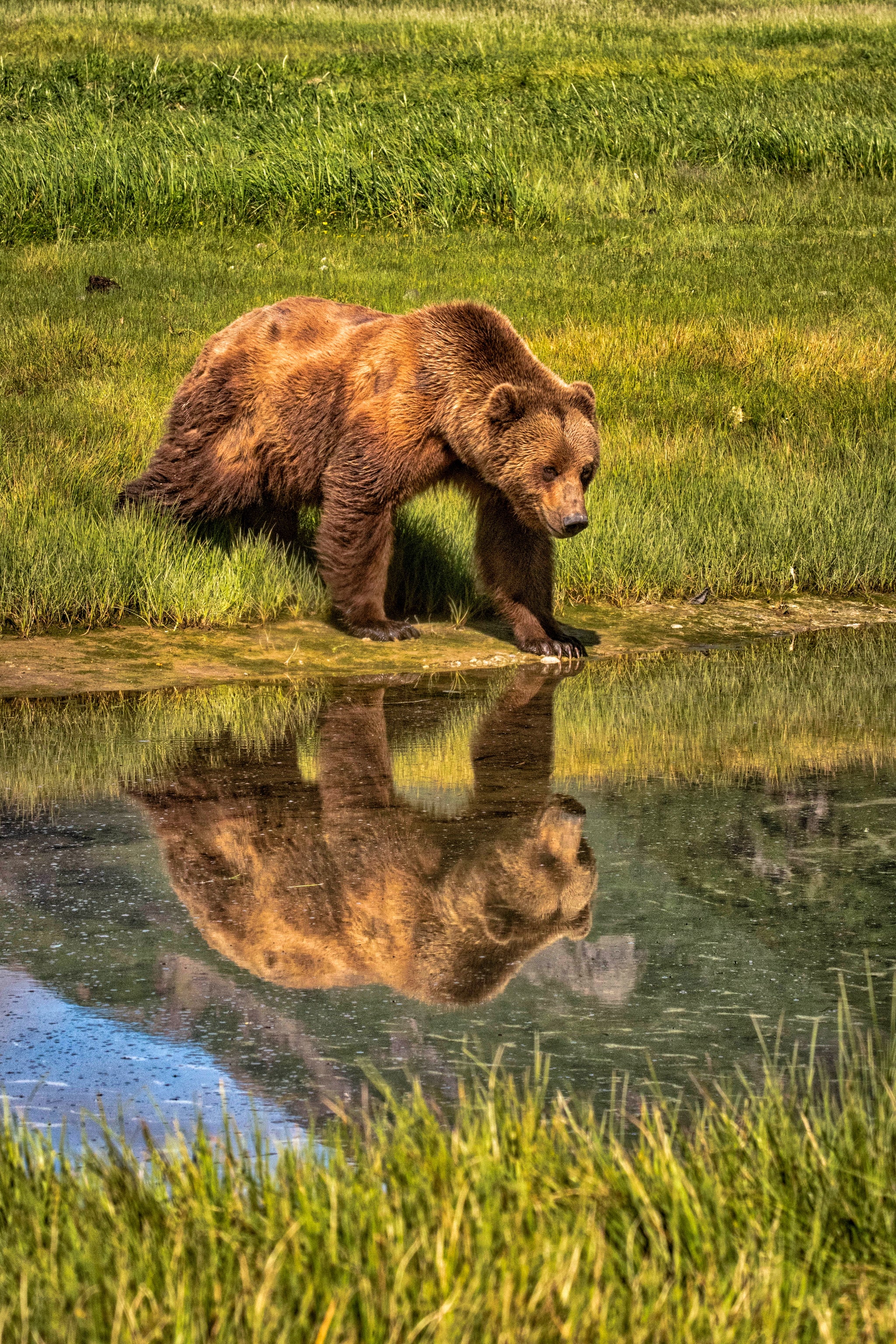 COASTAL BROWN BEAR REFLECTION, Katmai