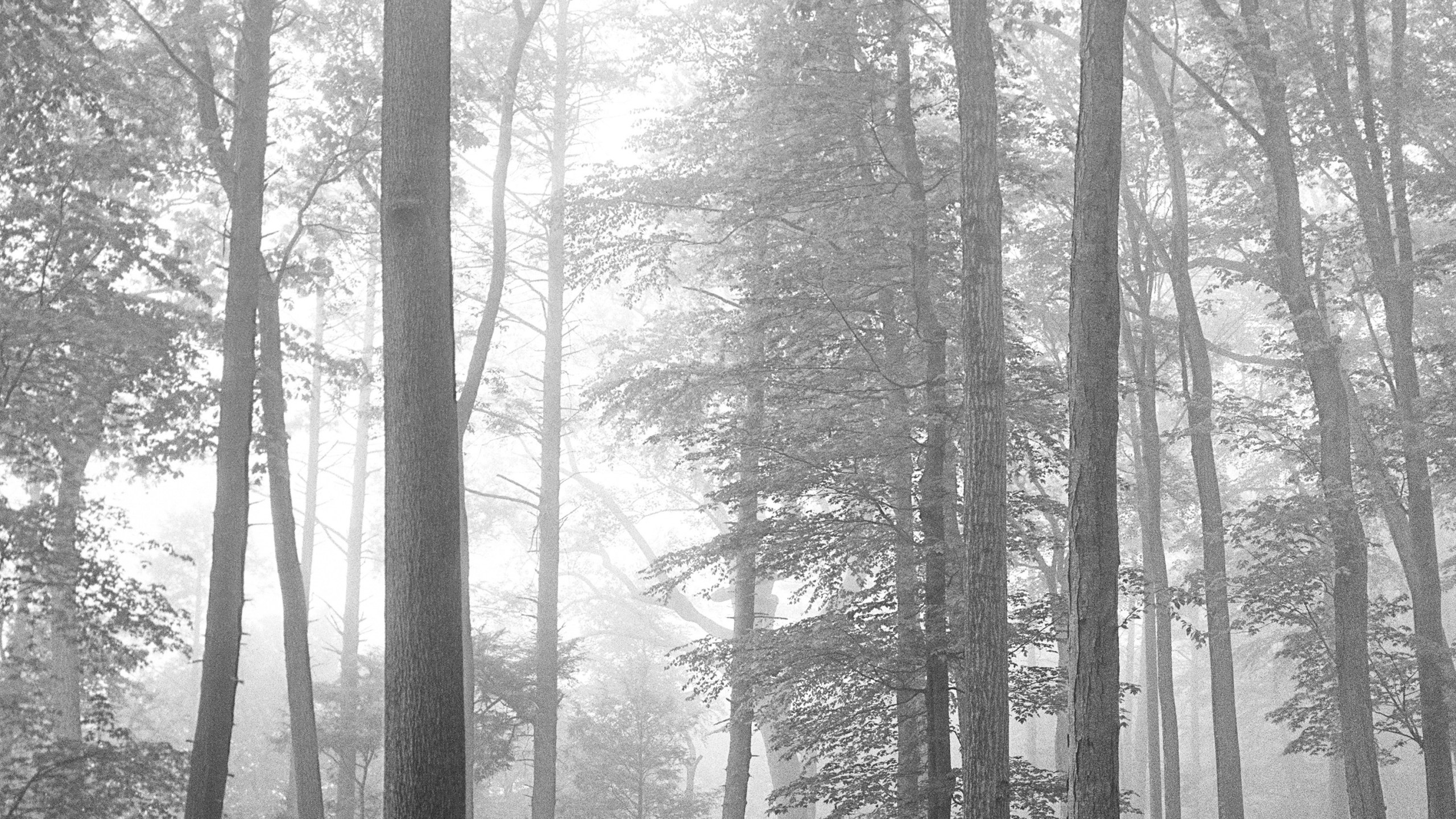 Taylor Swift will release surprise