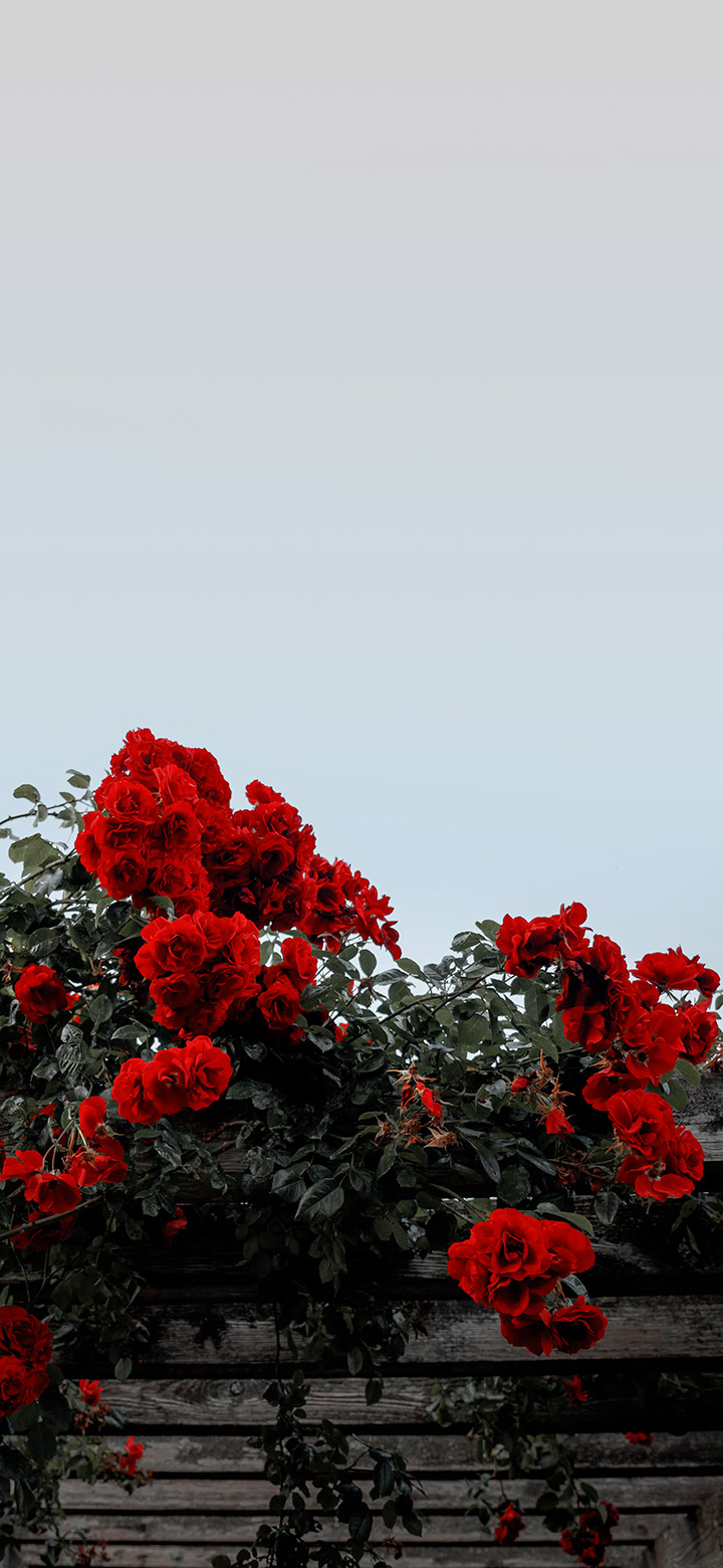 red rose bush under a clear sky 4K