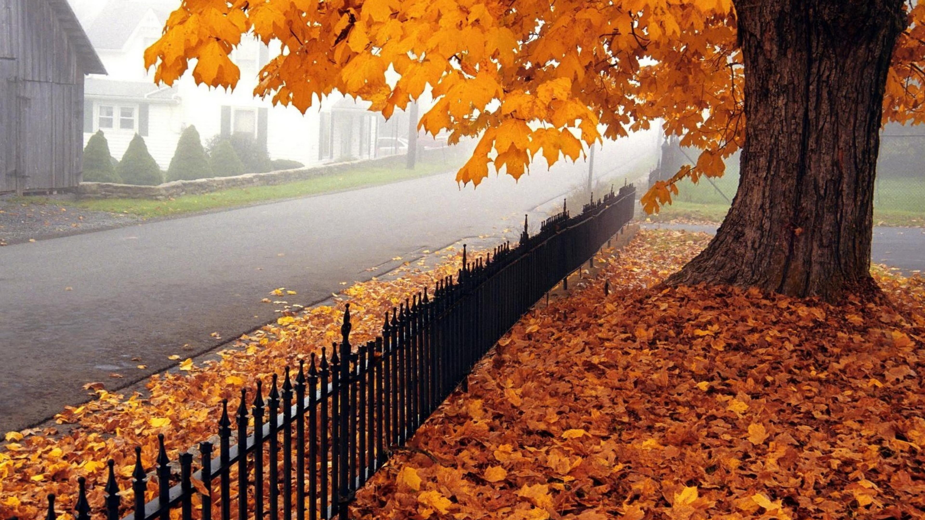 Maple Tree Wallpaper