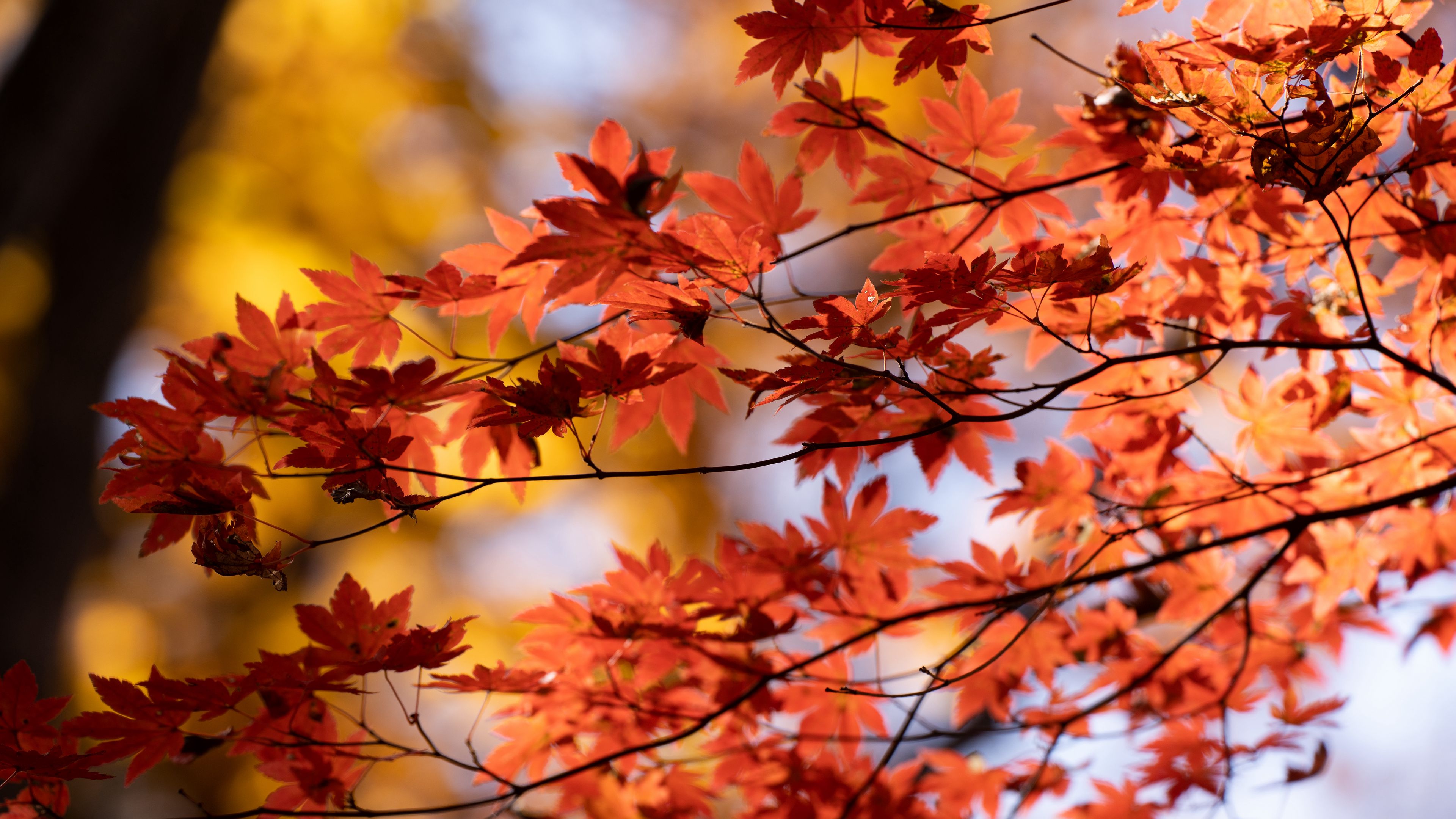 Download wallpaper 3840x2160 maple, autumn, leaves, blur, maple leaves 4k uhd 16:9 HD background
