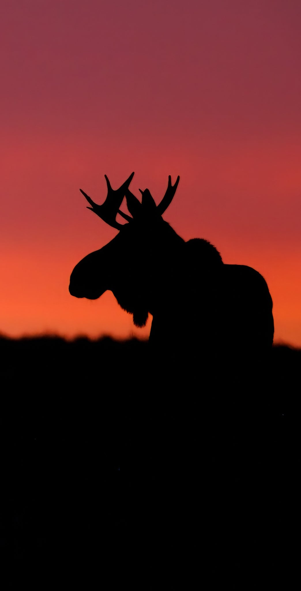 Sunset Moose Cellphone Wallpaper