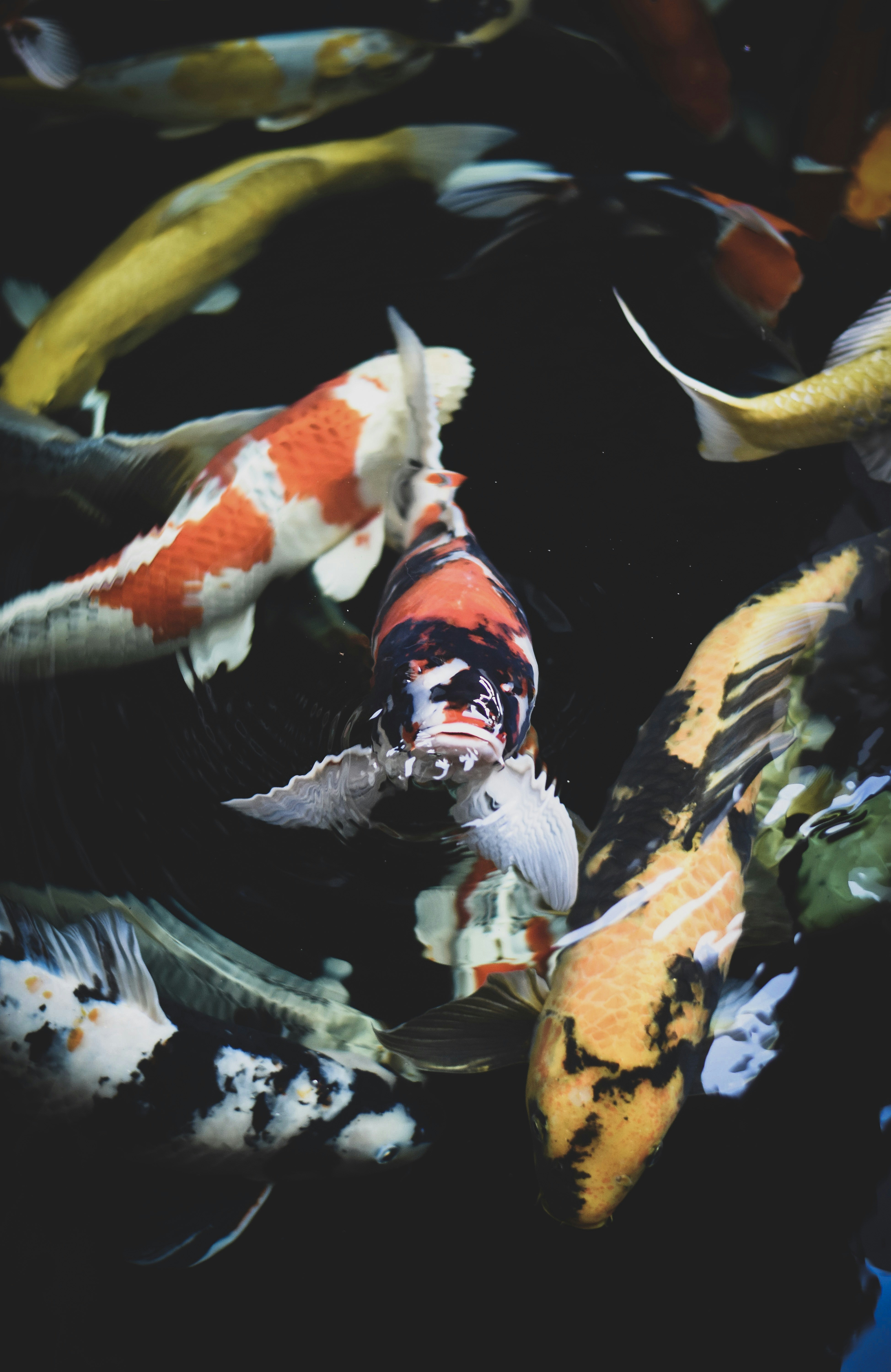 Fish Wallpaper: Free HD Download
