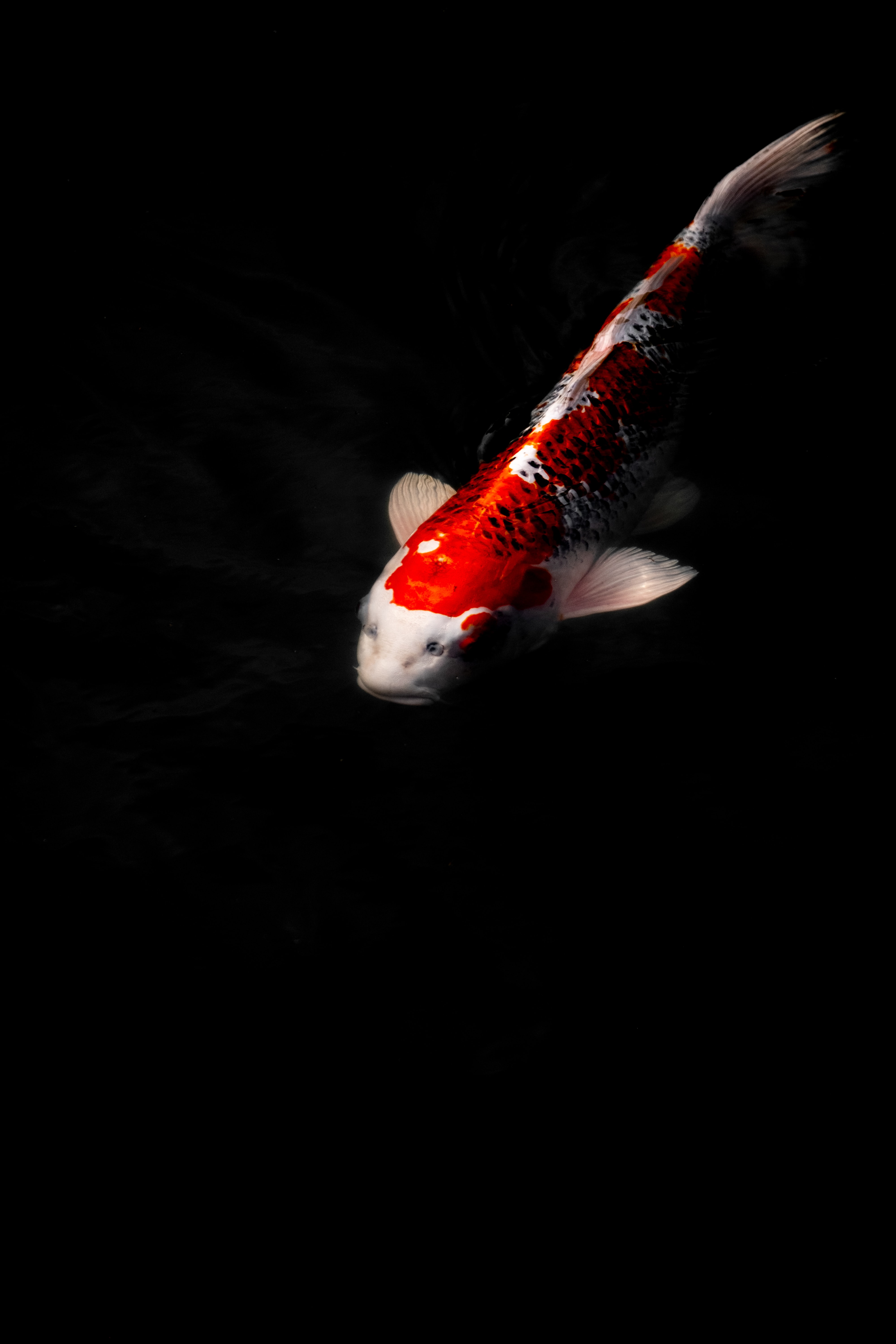 Download Carp Koi wallpaper