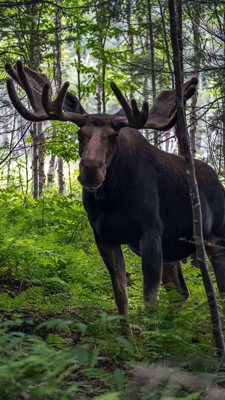 Download Animal Moose Phone Wallpaper