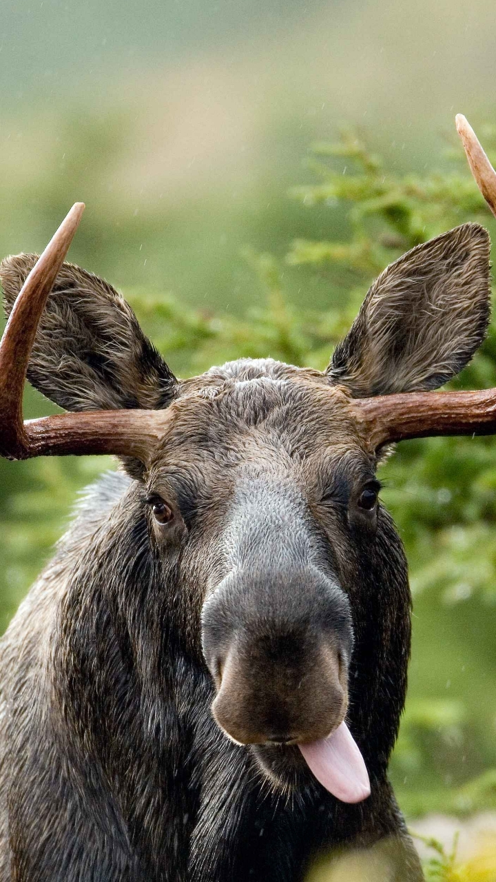 Download Animal Moose Phone Wallpaper